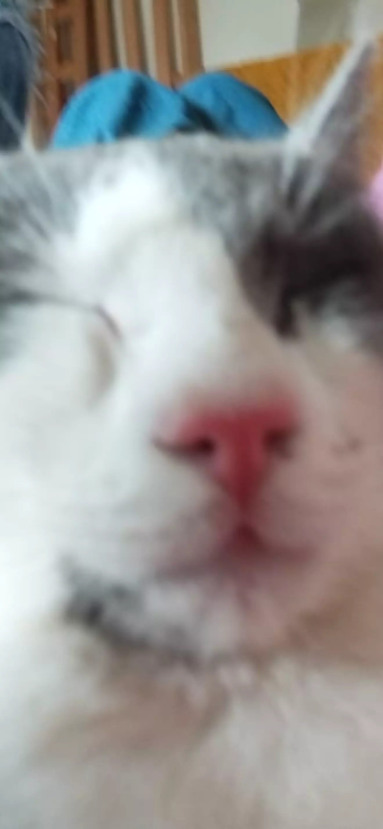 Lox_the_lion~`°´÷