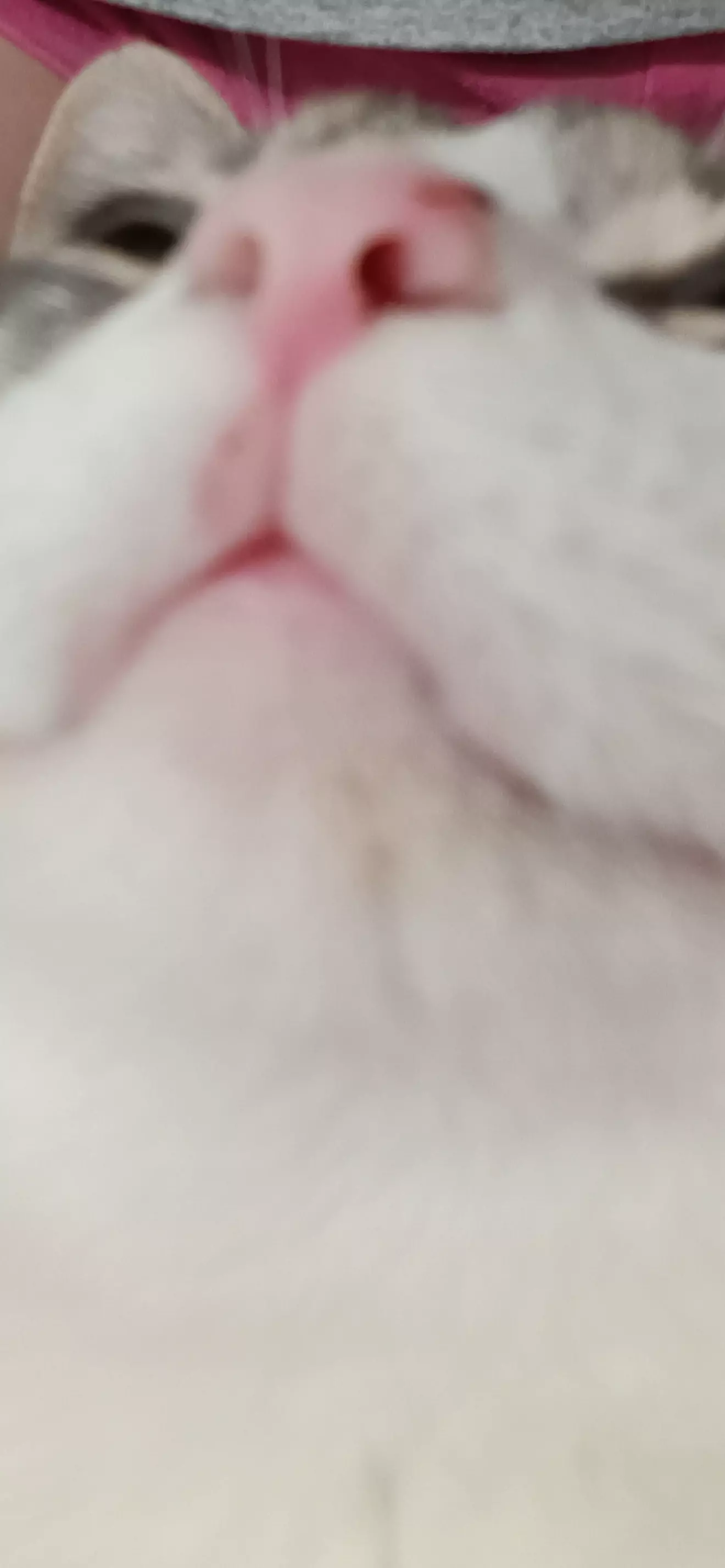 Tsuni