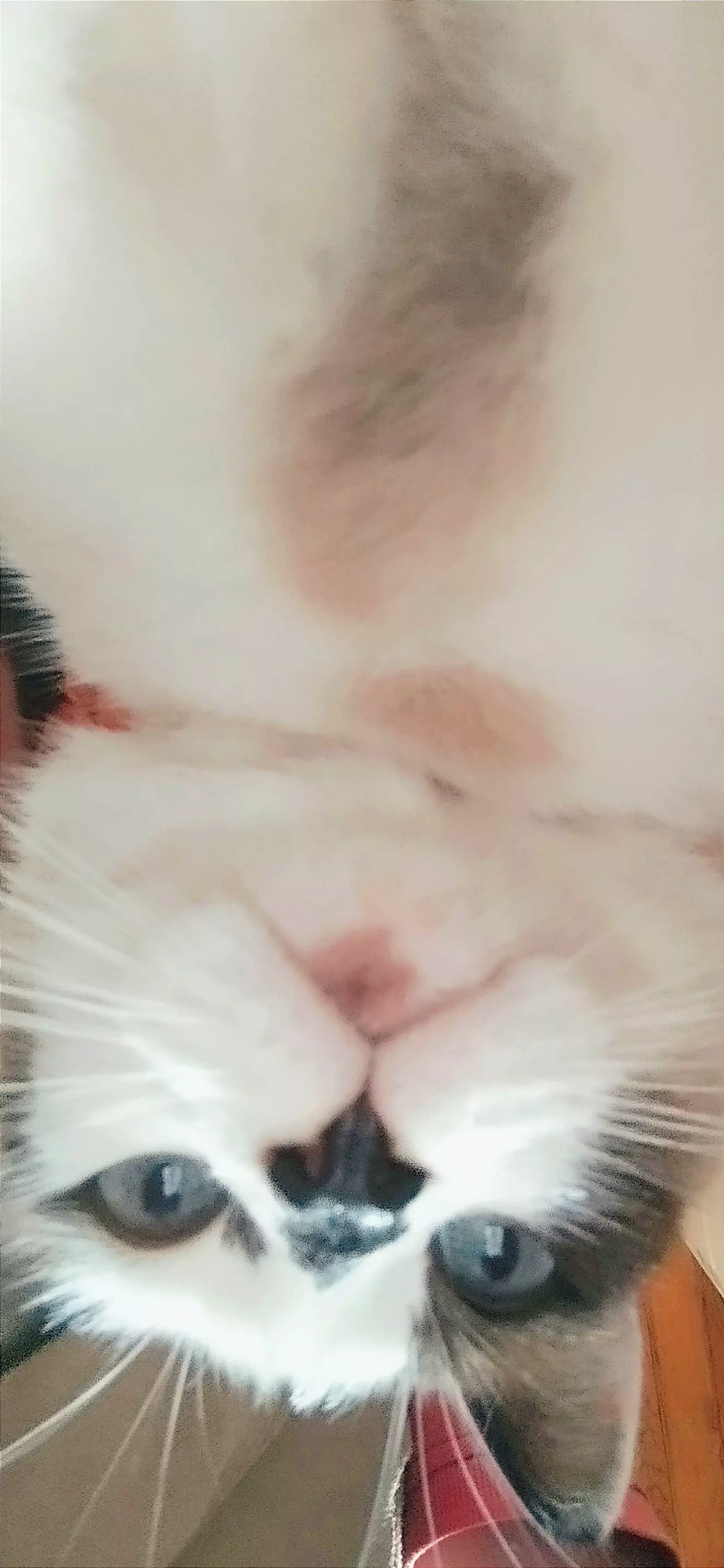 gab