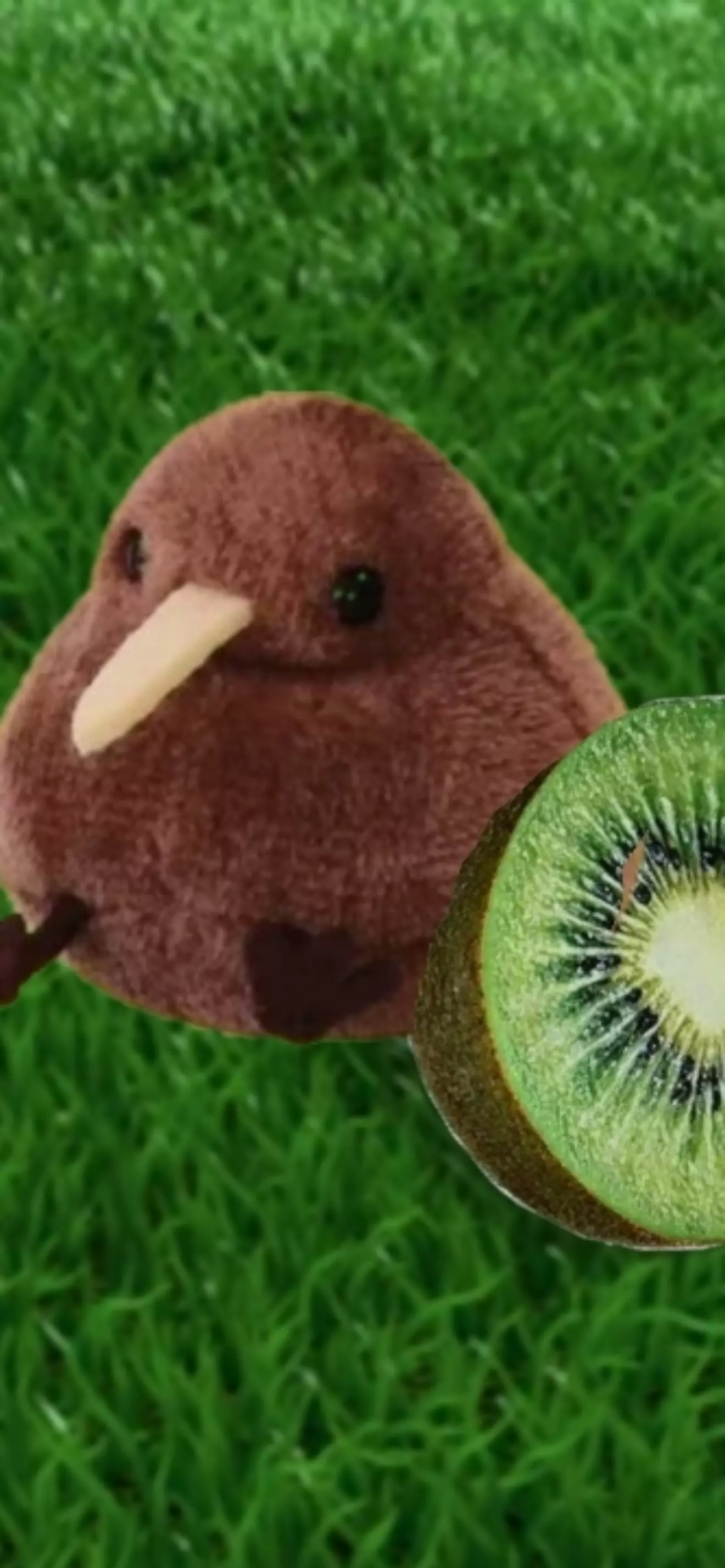Kiwi_