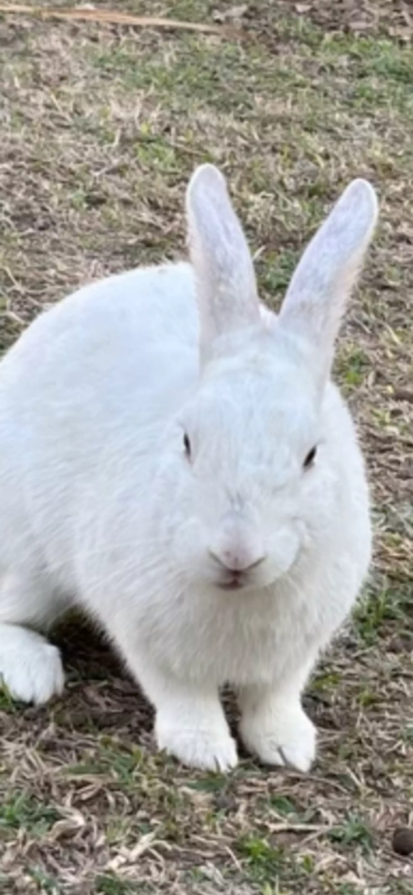 เนส