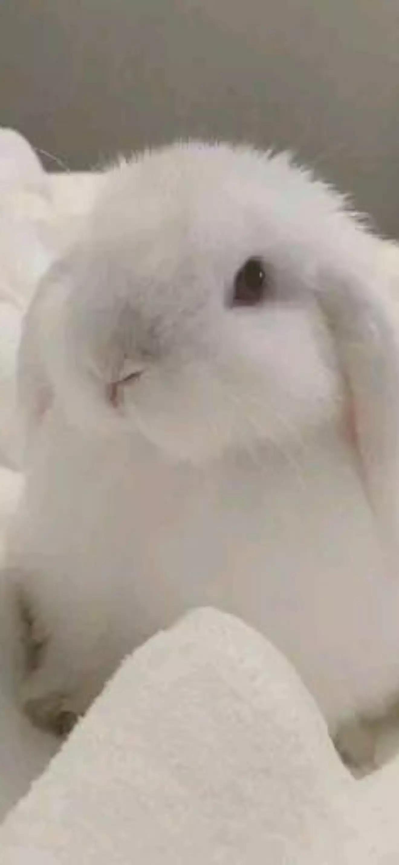 Lito