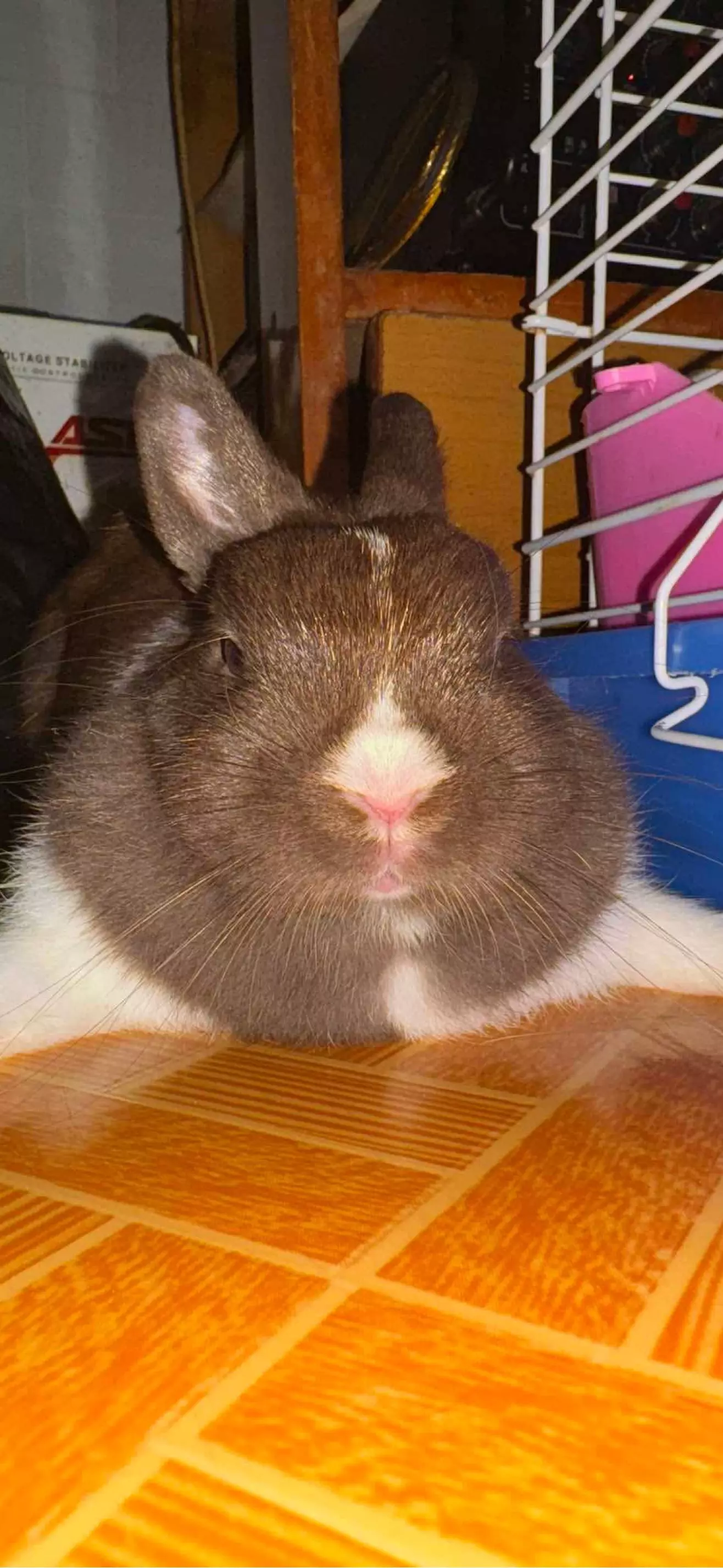 Tammy