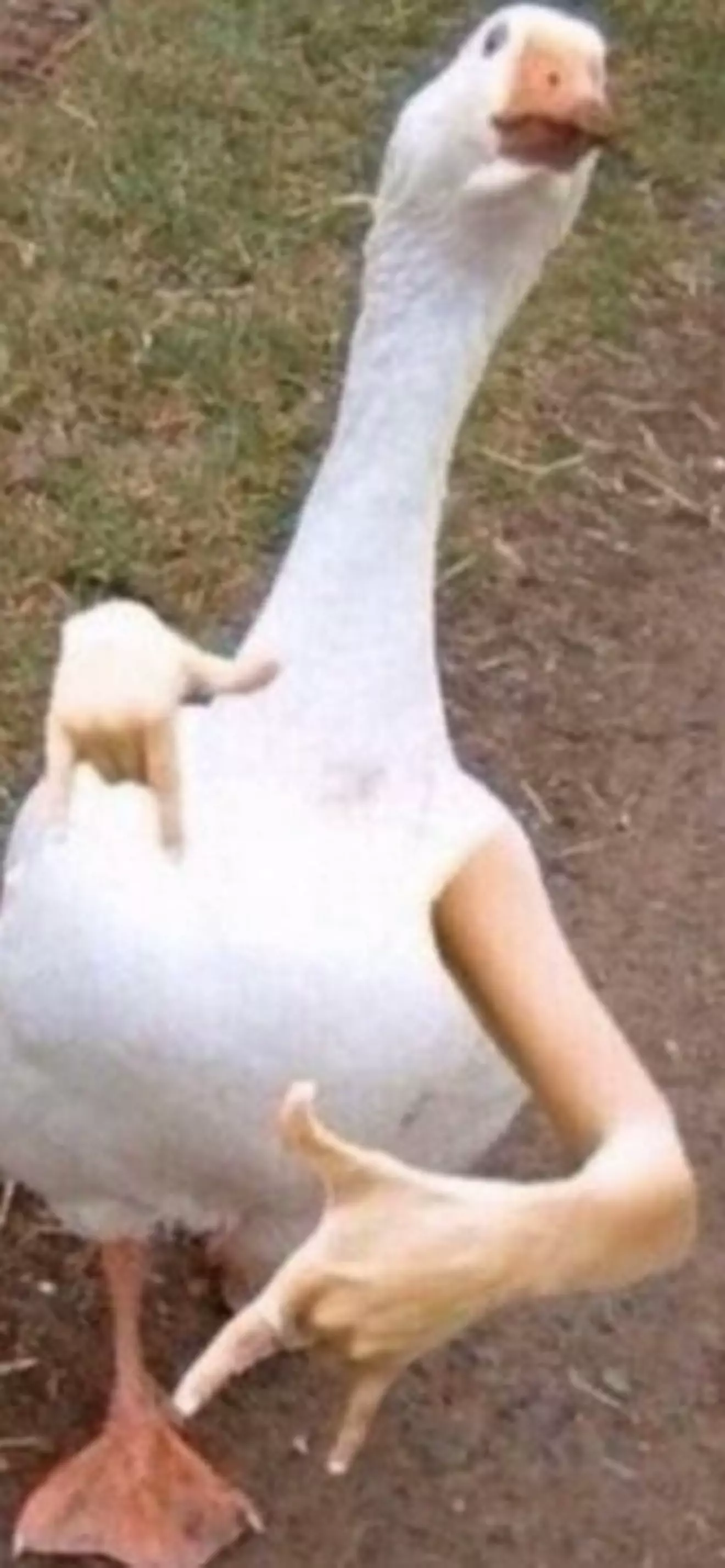 Pan