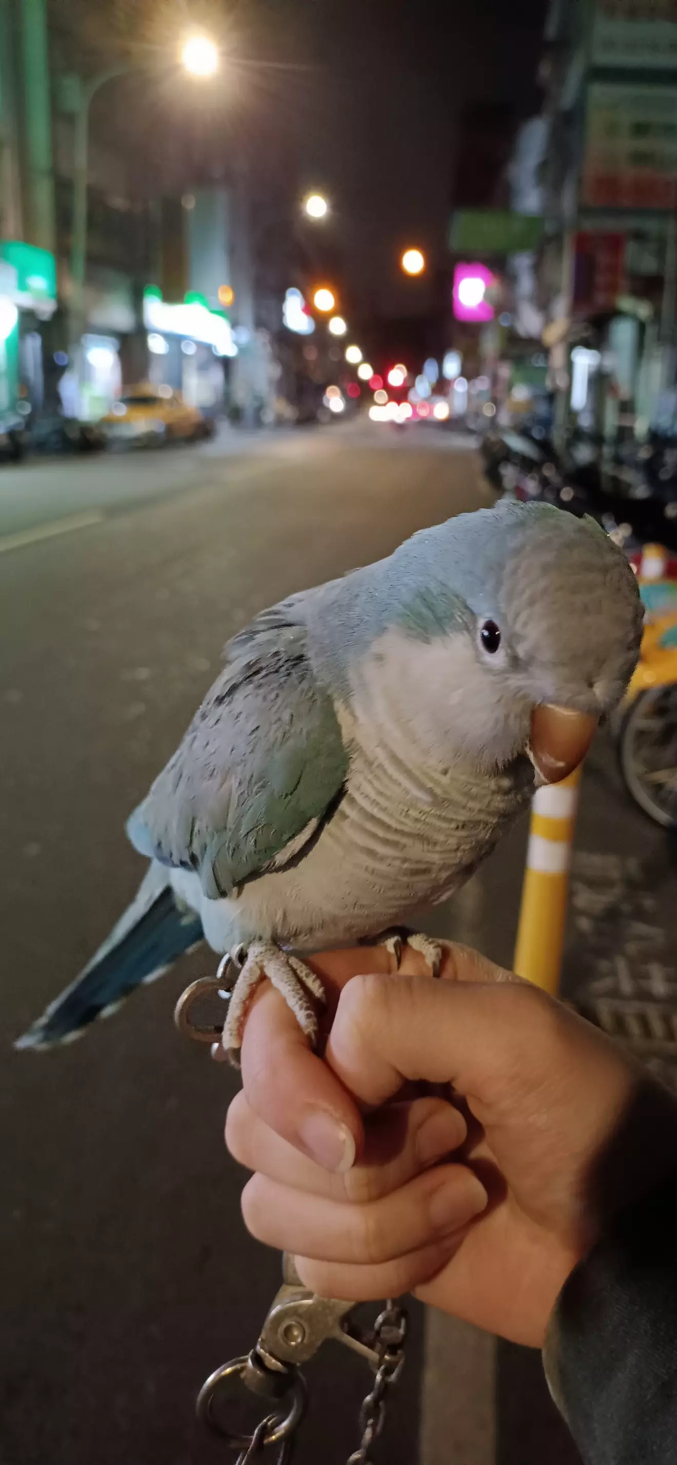 雅