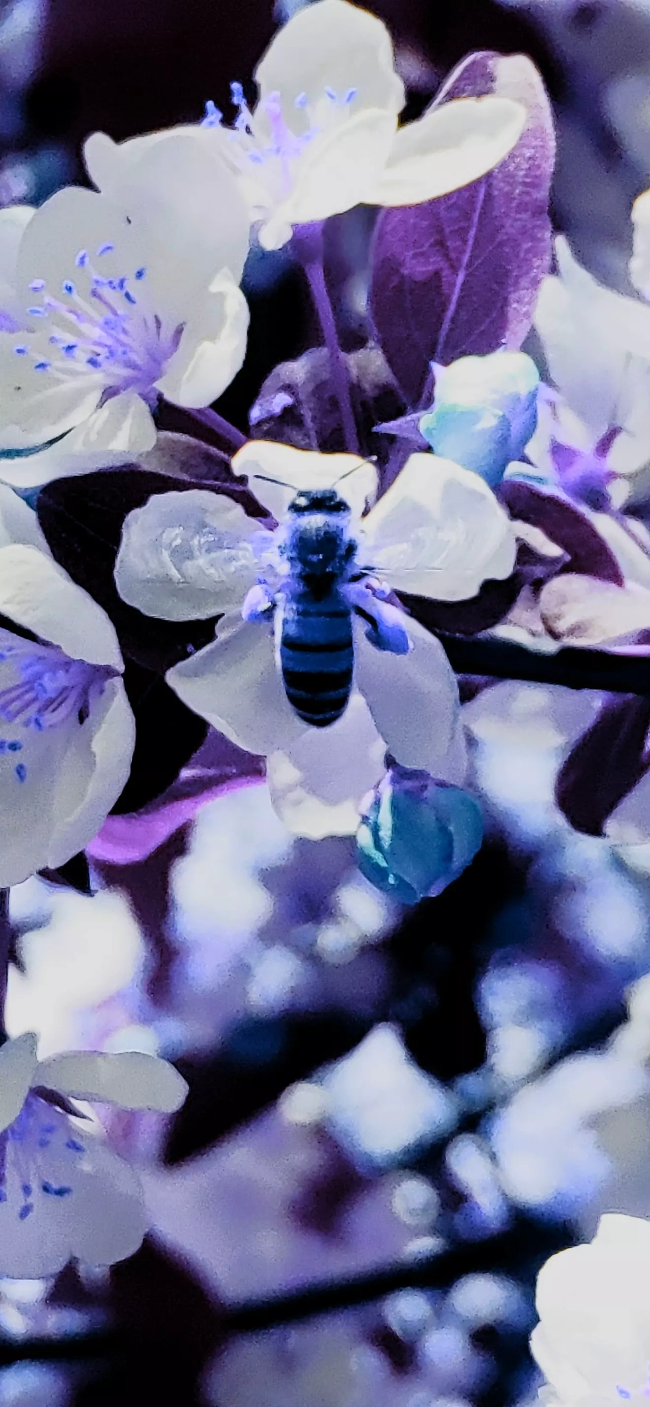 Bee