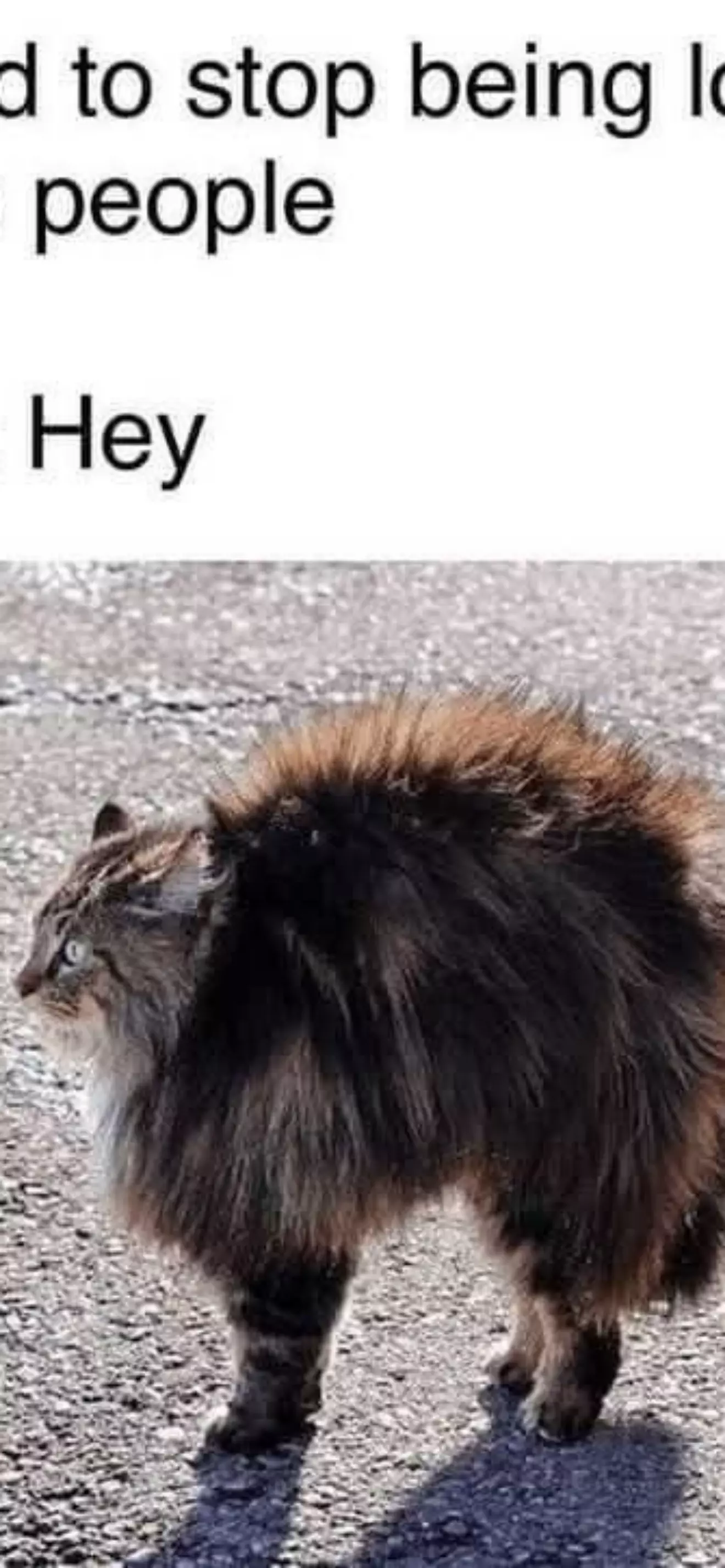 Kitty