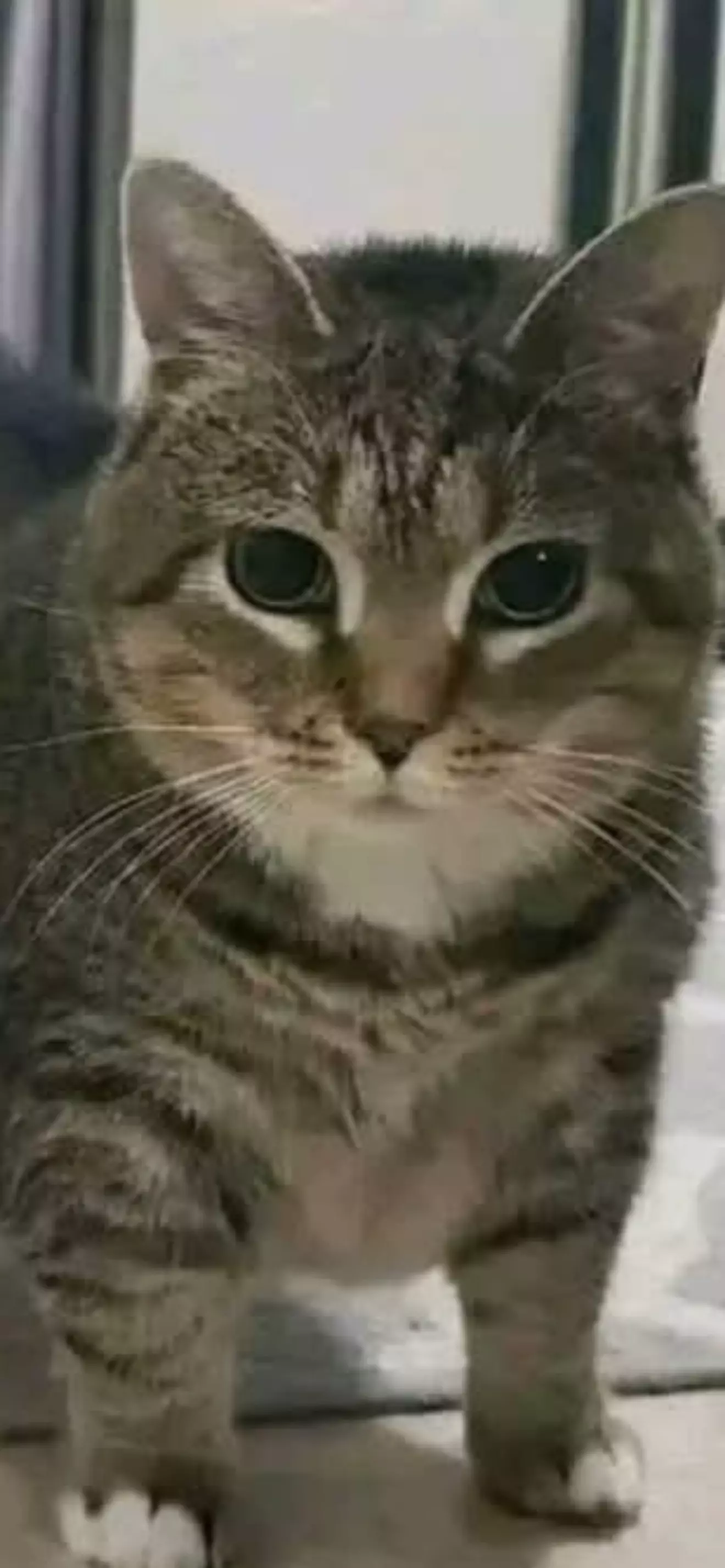 พานุ