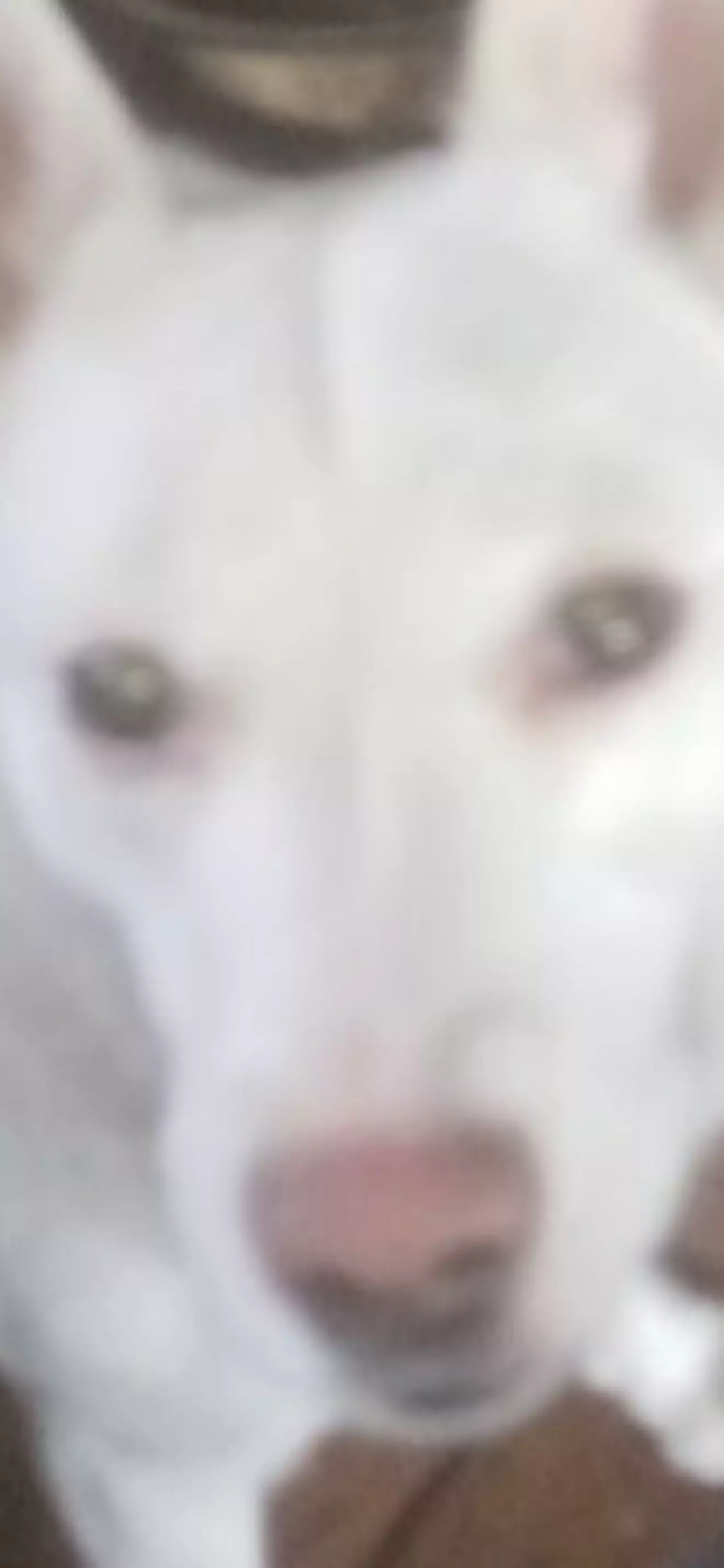 Грей