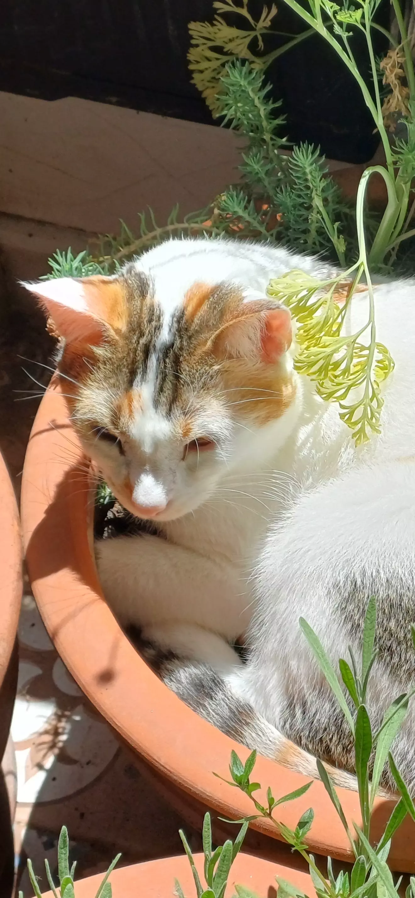 Cilla 
