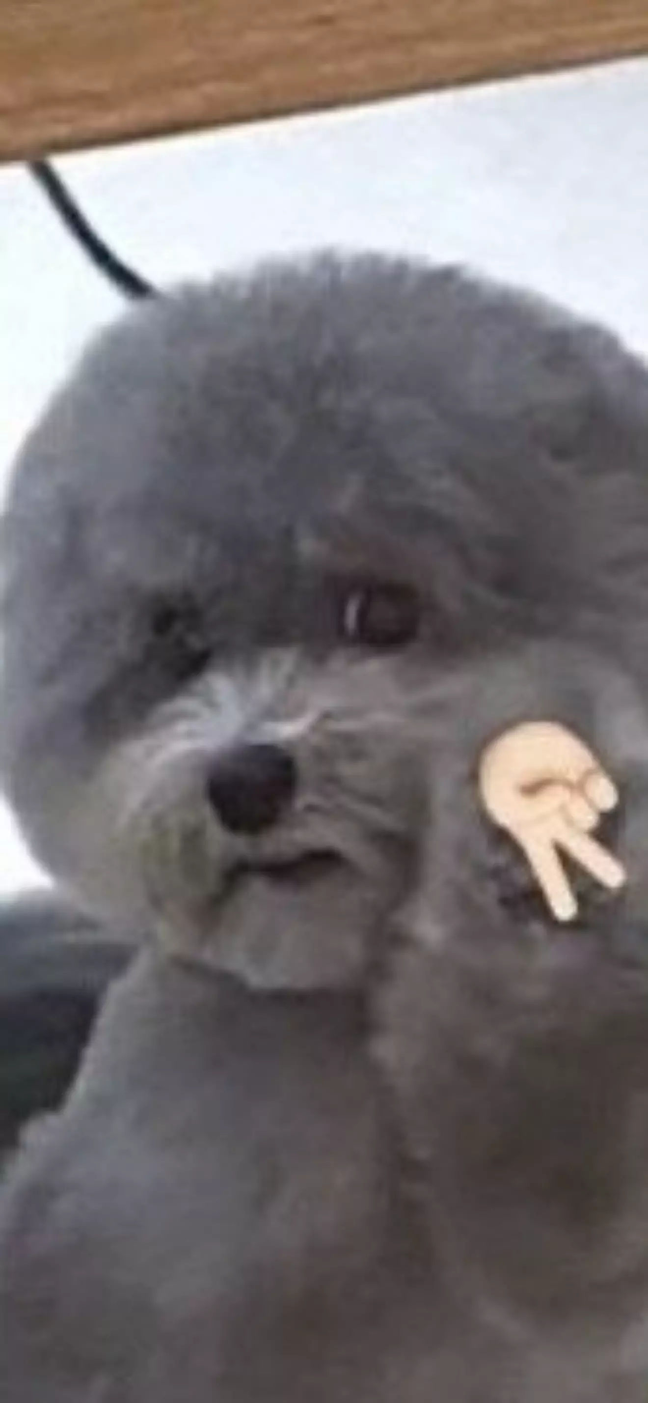บาเบล