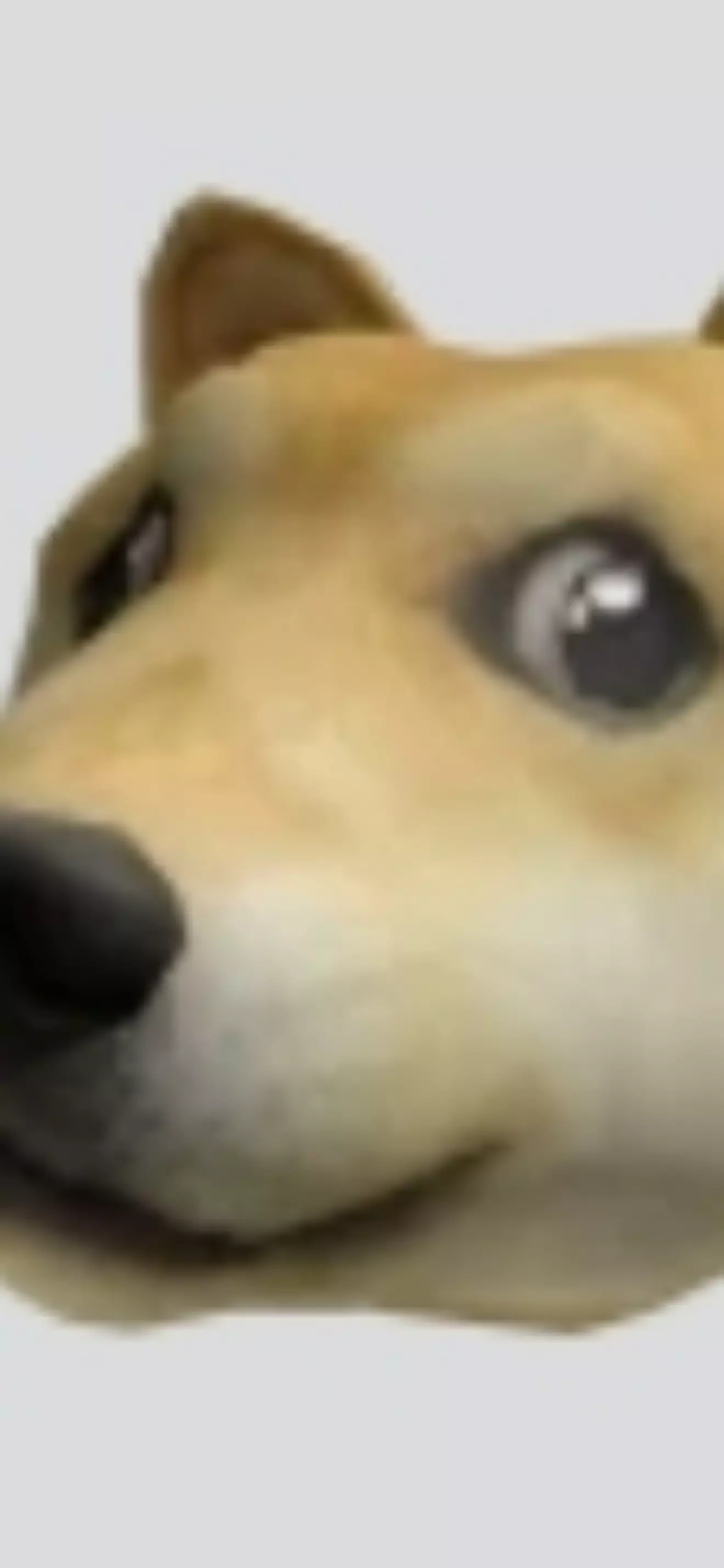 Doge