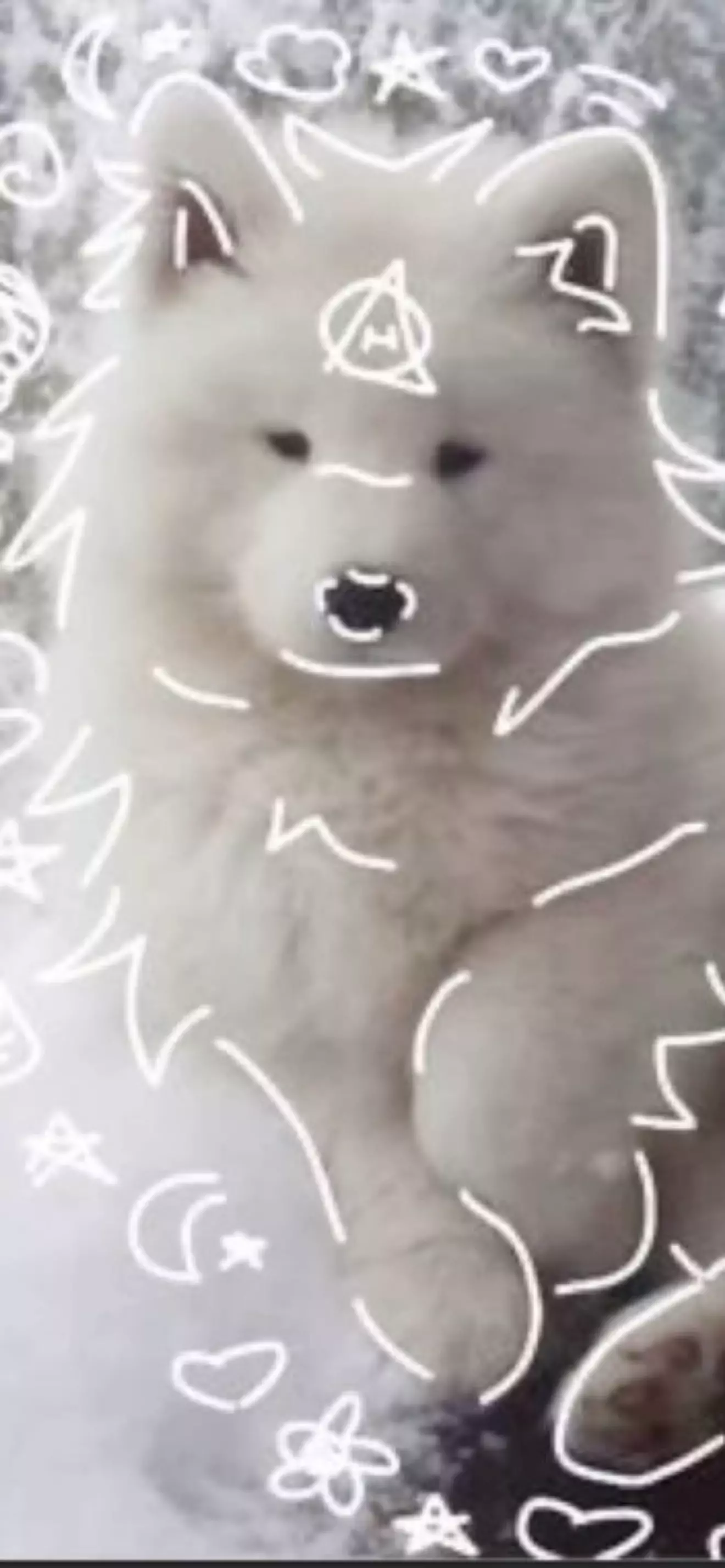Kairo the Wolf