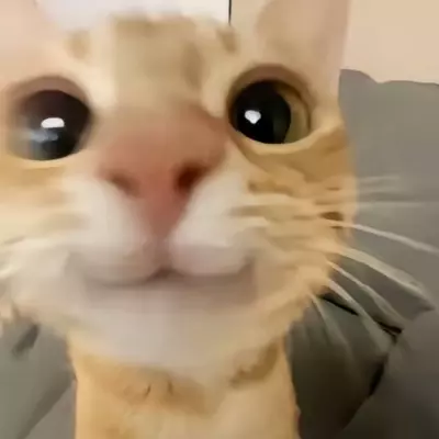 高静书