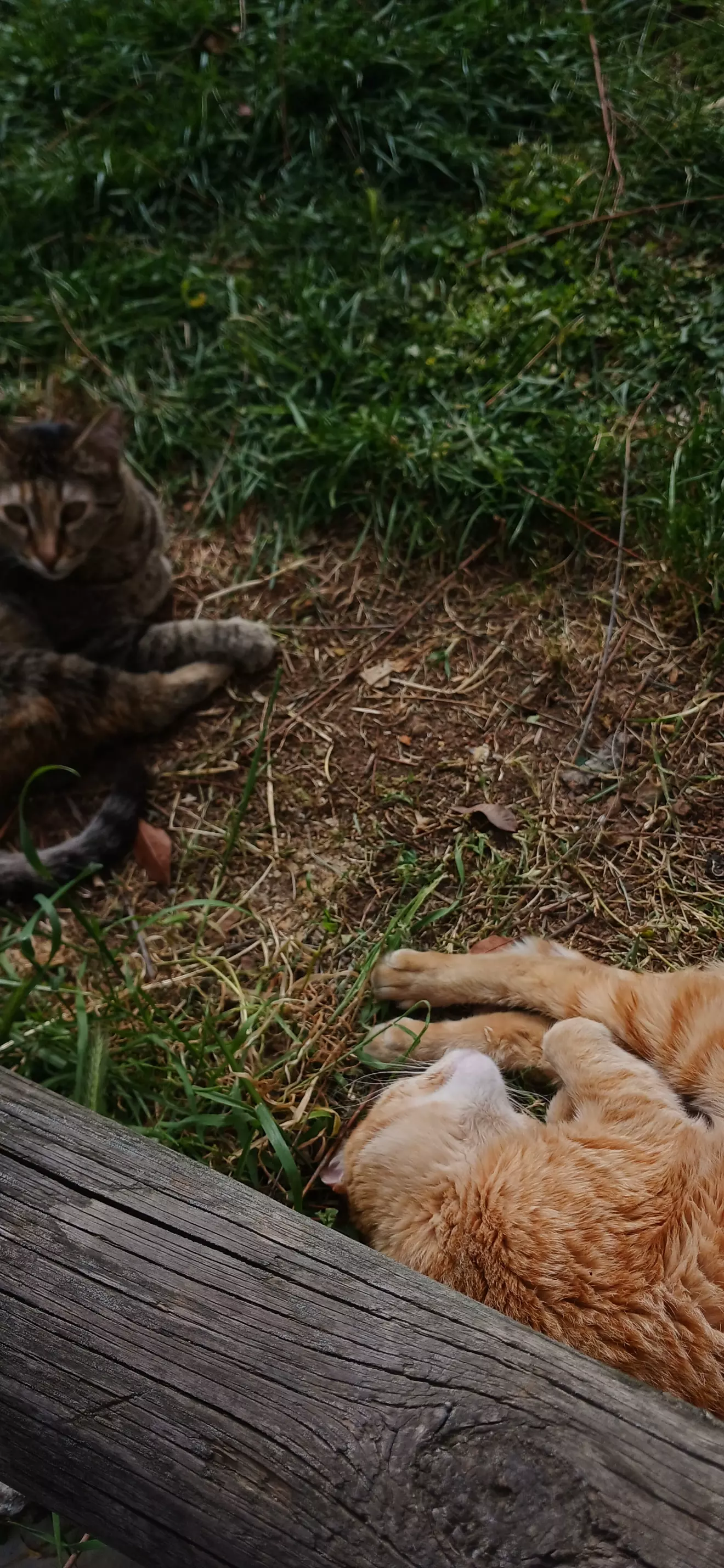 Su