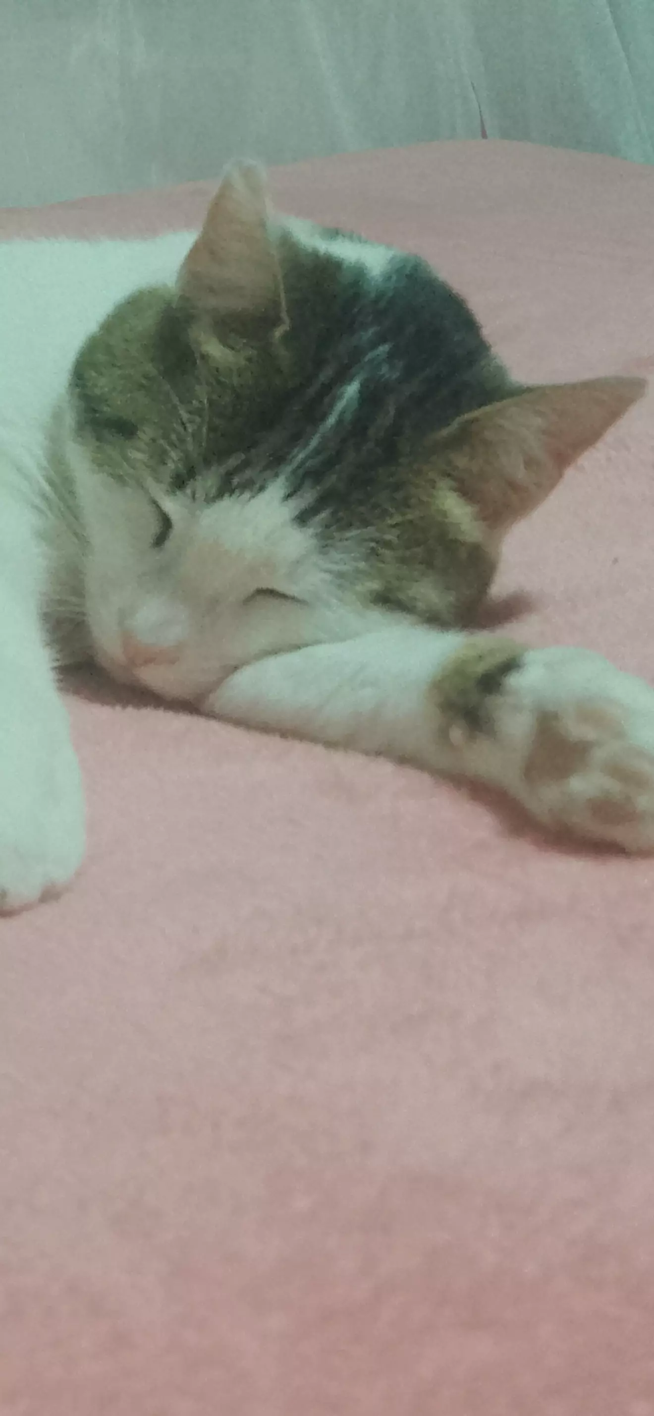 Mari