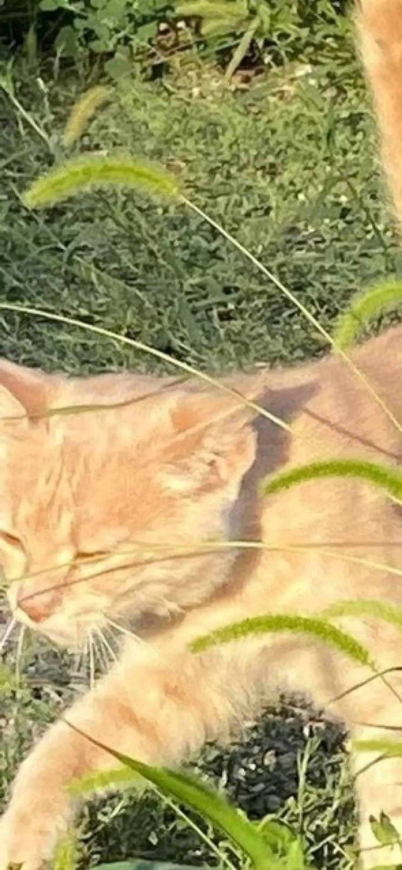Эмилия