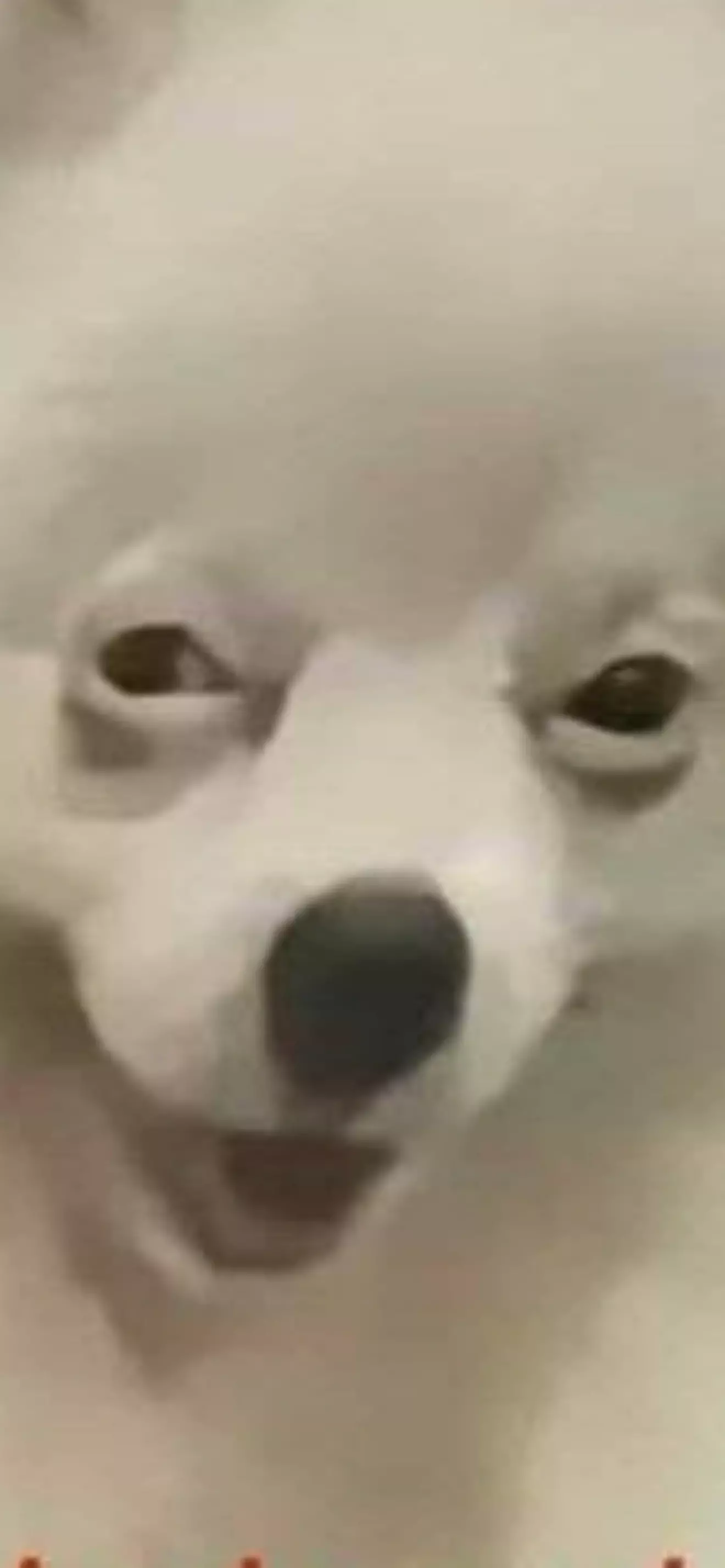 Numi