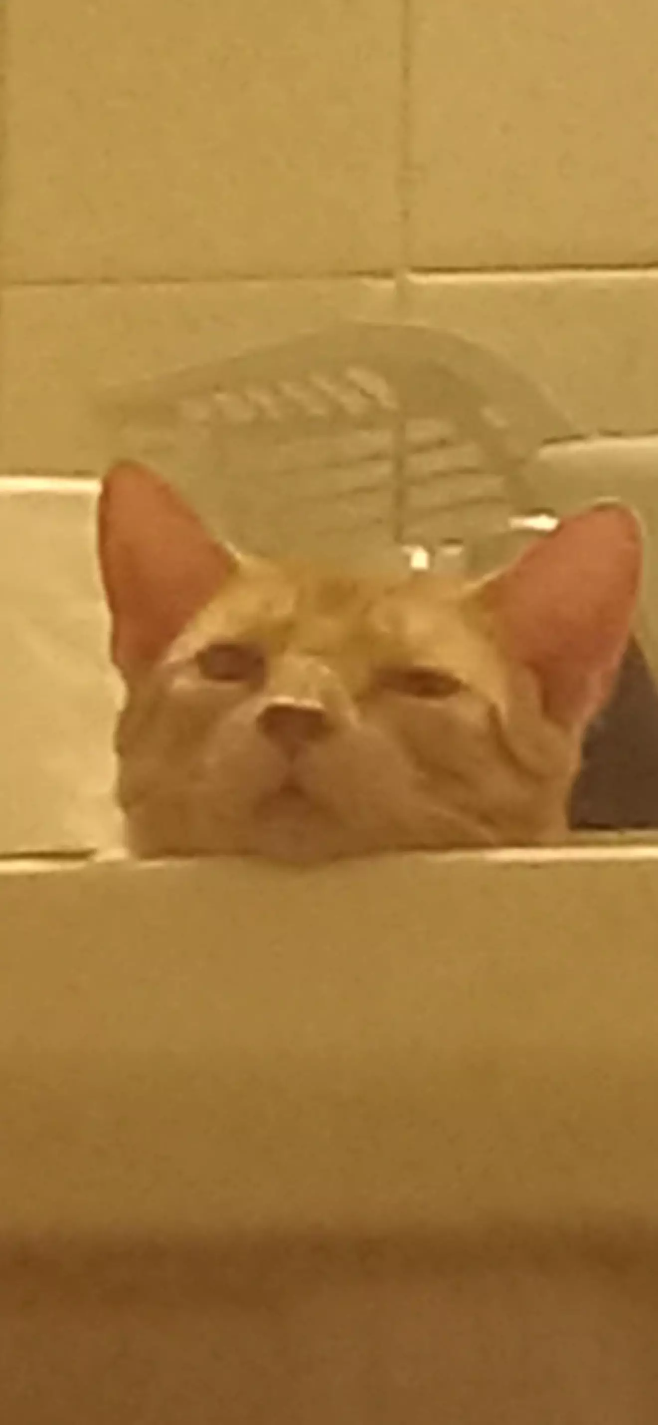 Oliver