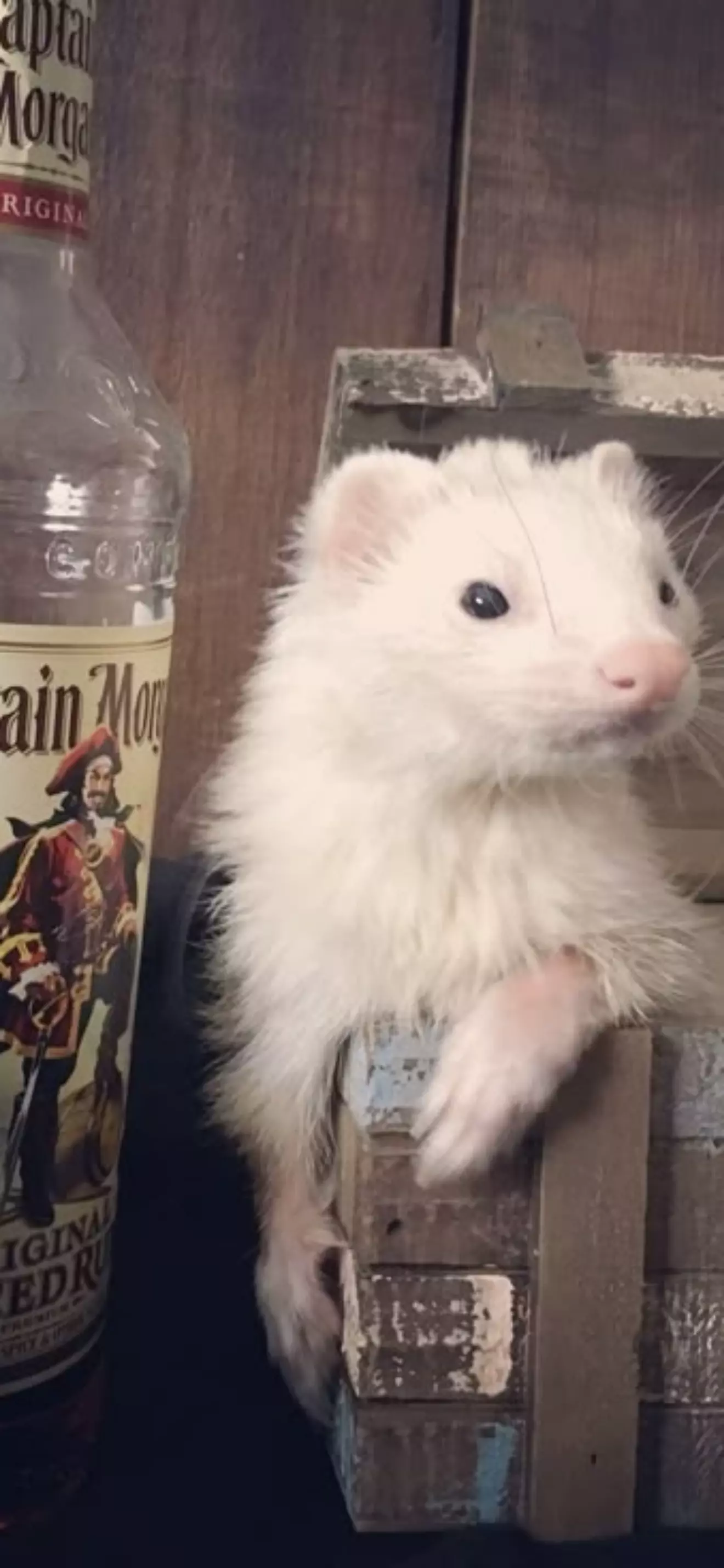 Stupid Ferret