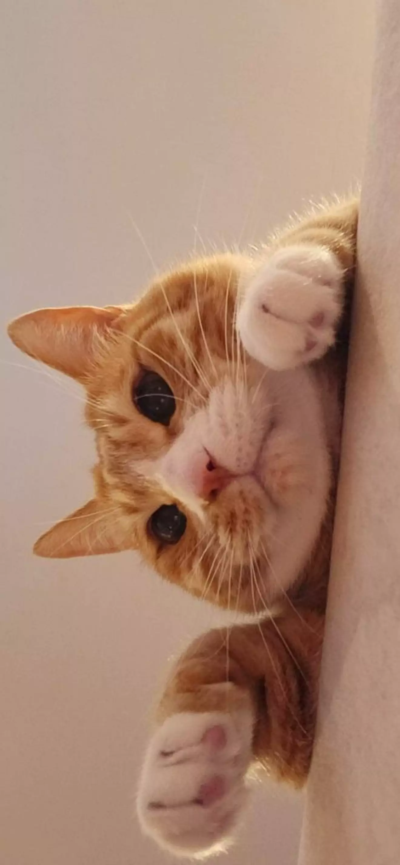 Lixy