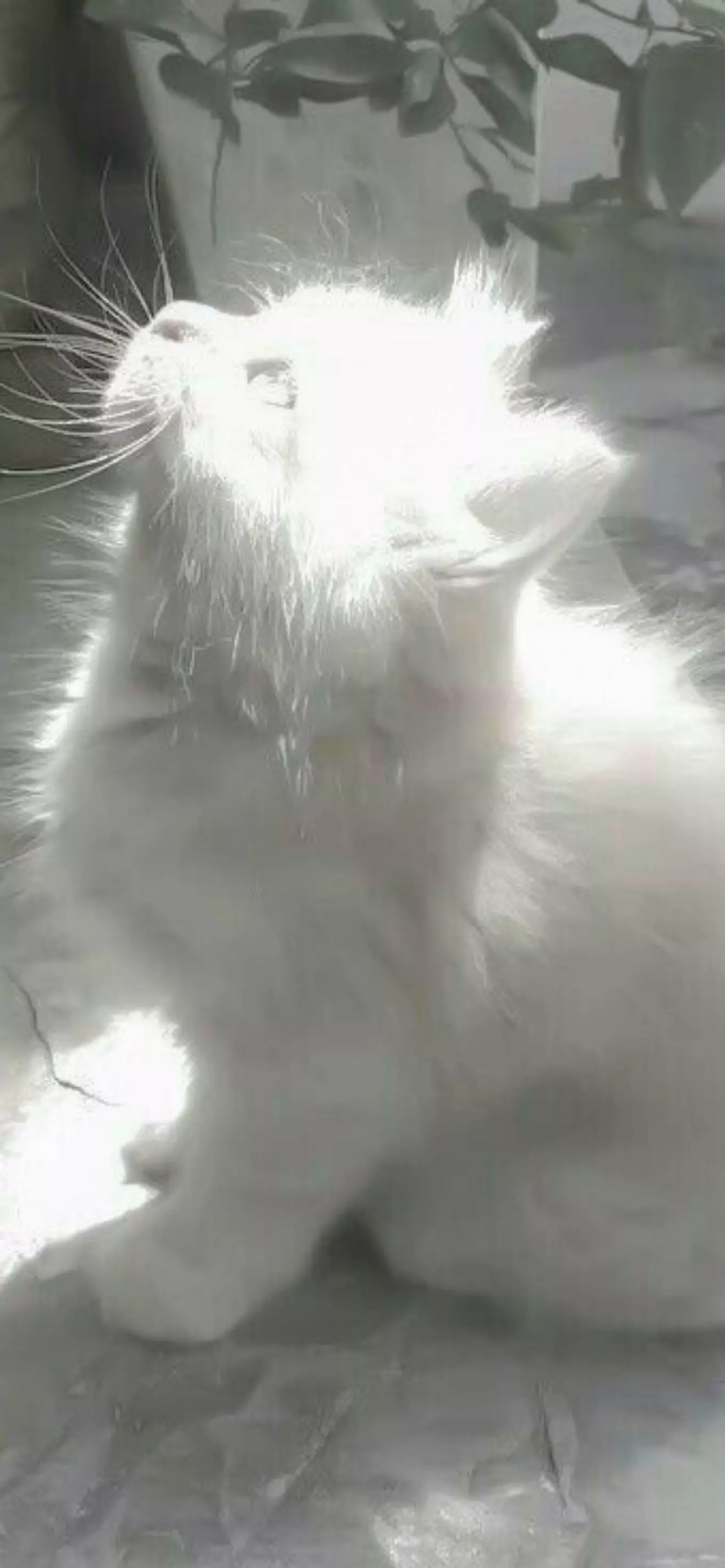 White Cat