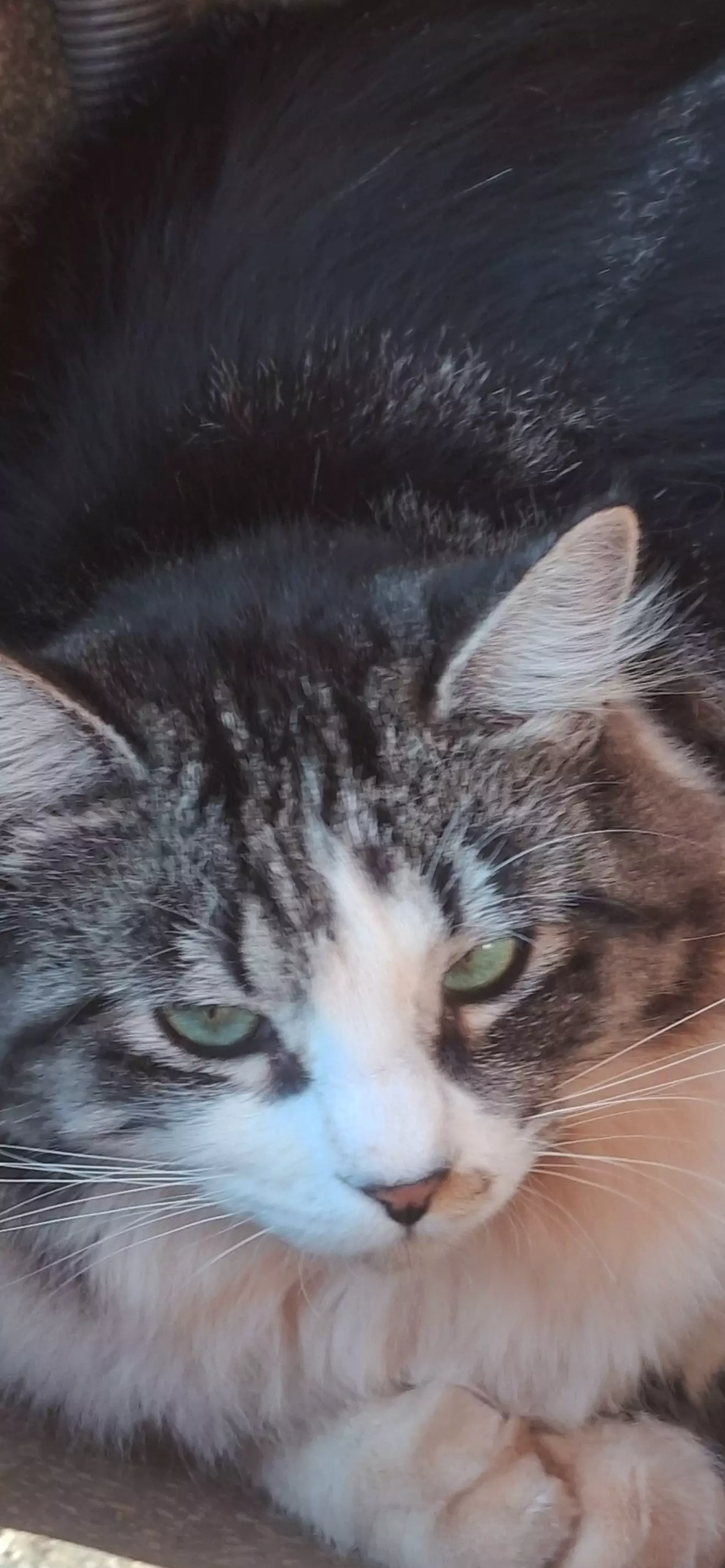 Bela