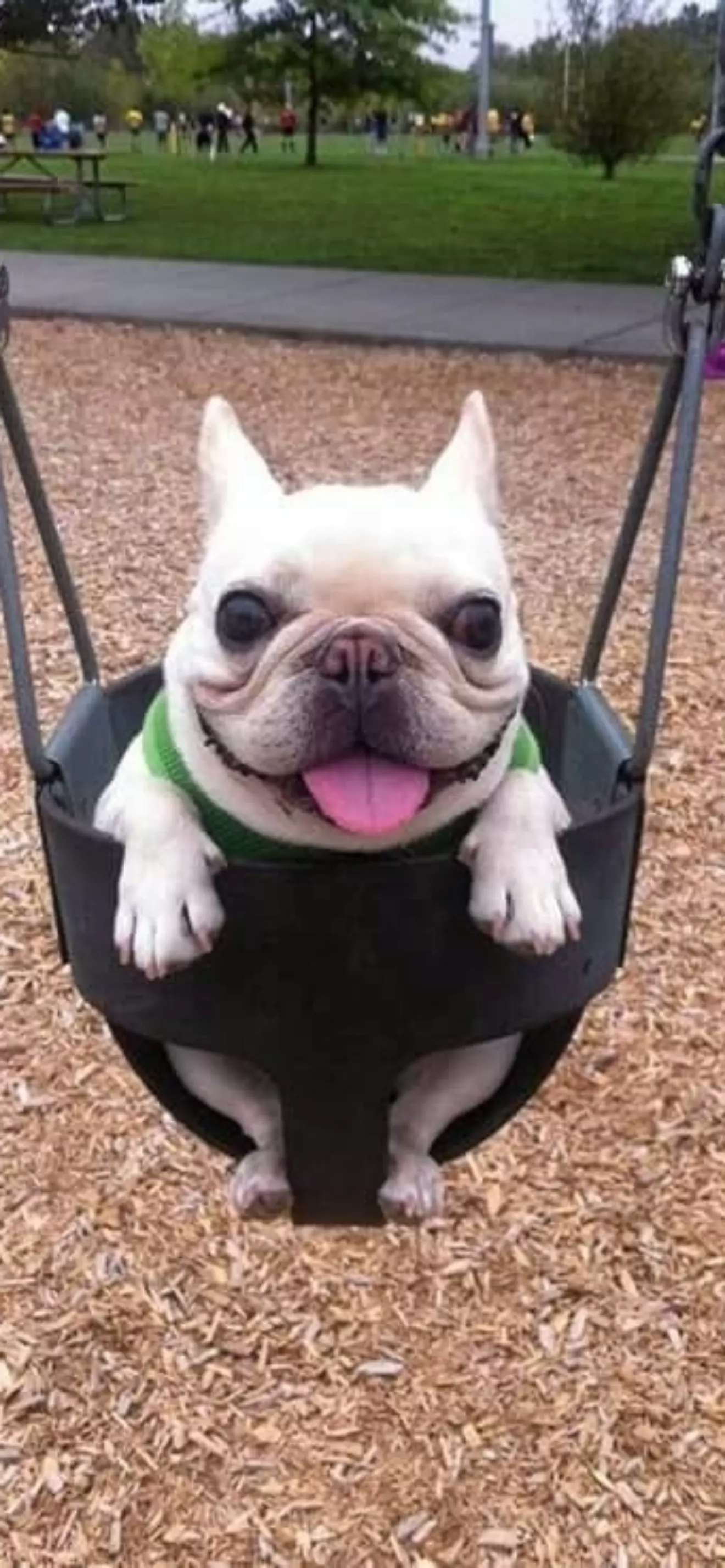 OLLIE!!
