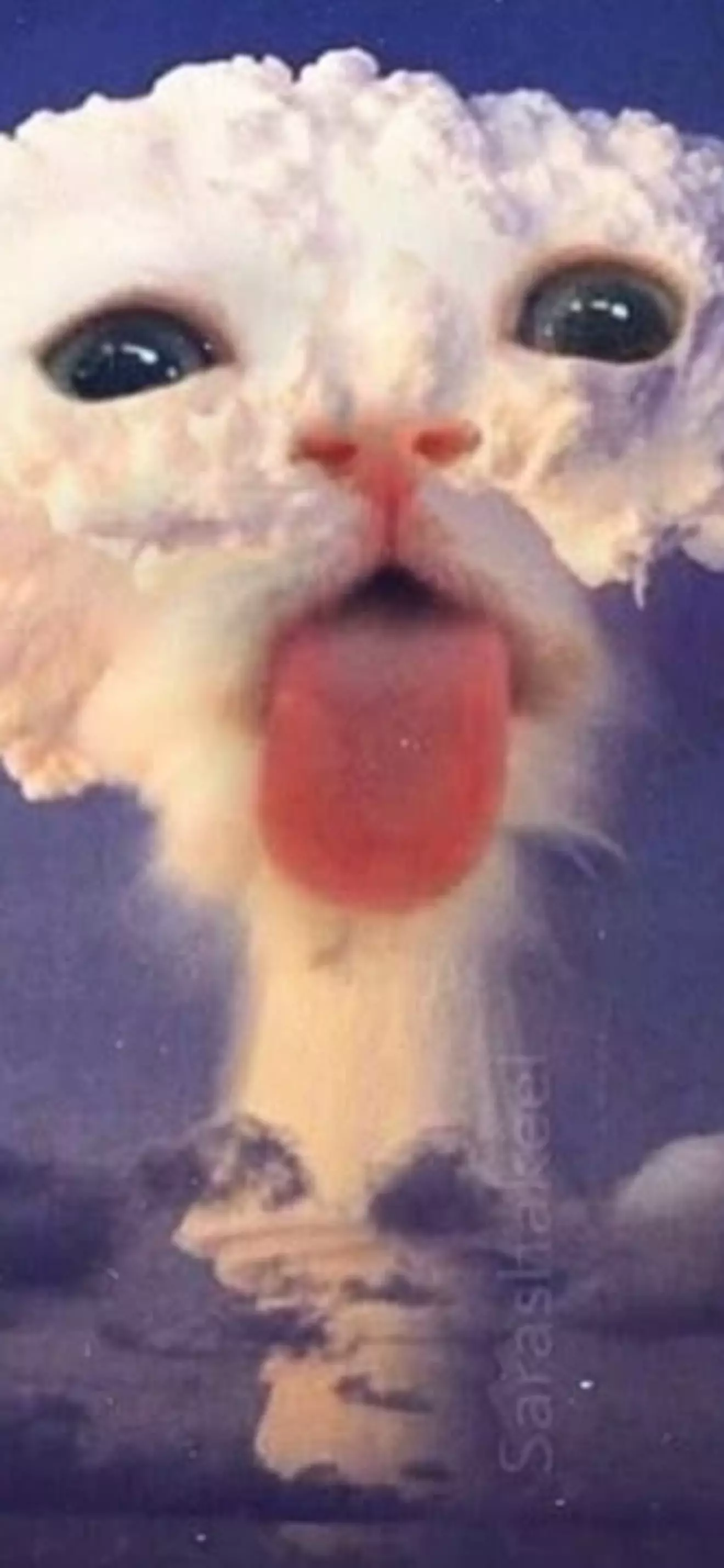 Deni