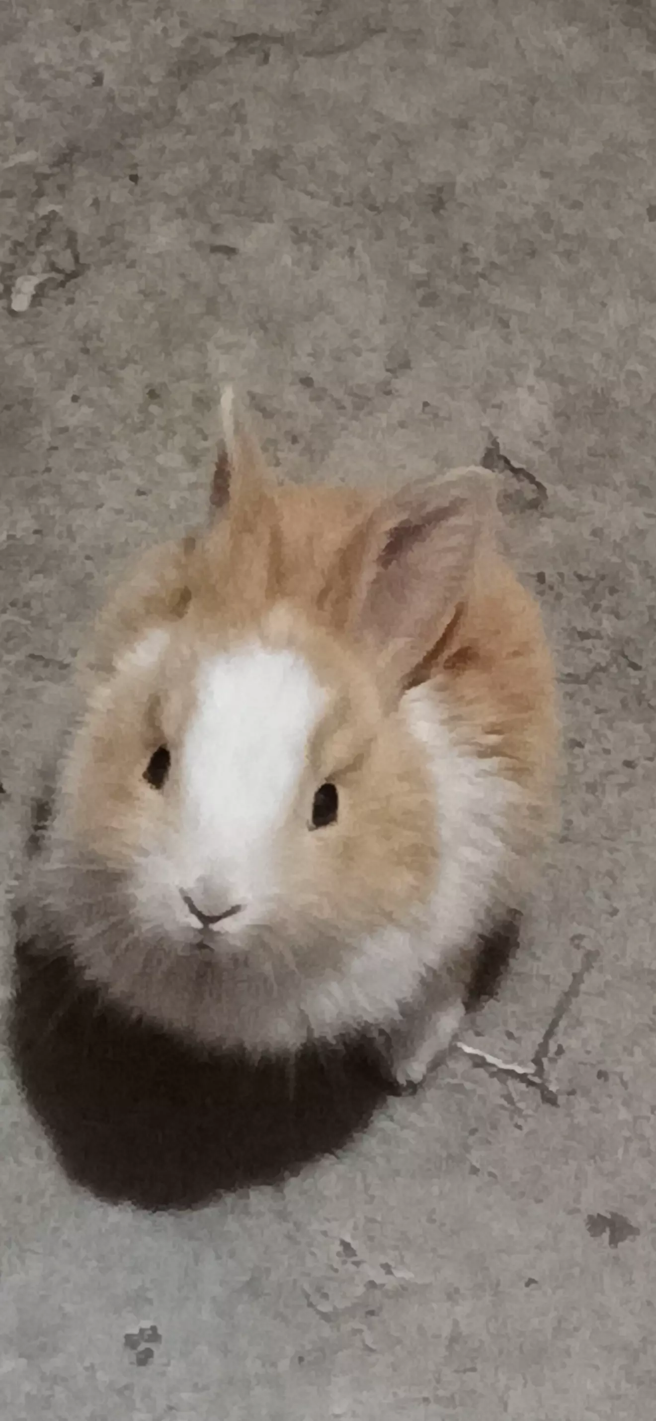 Aoi