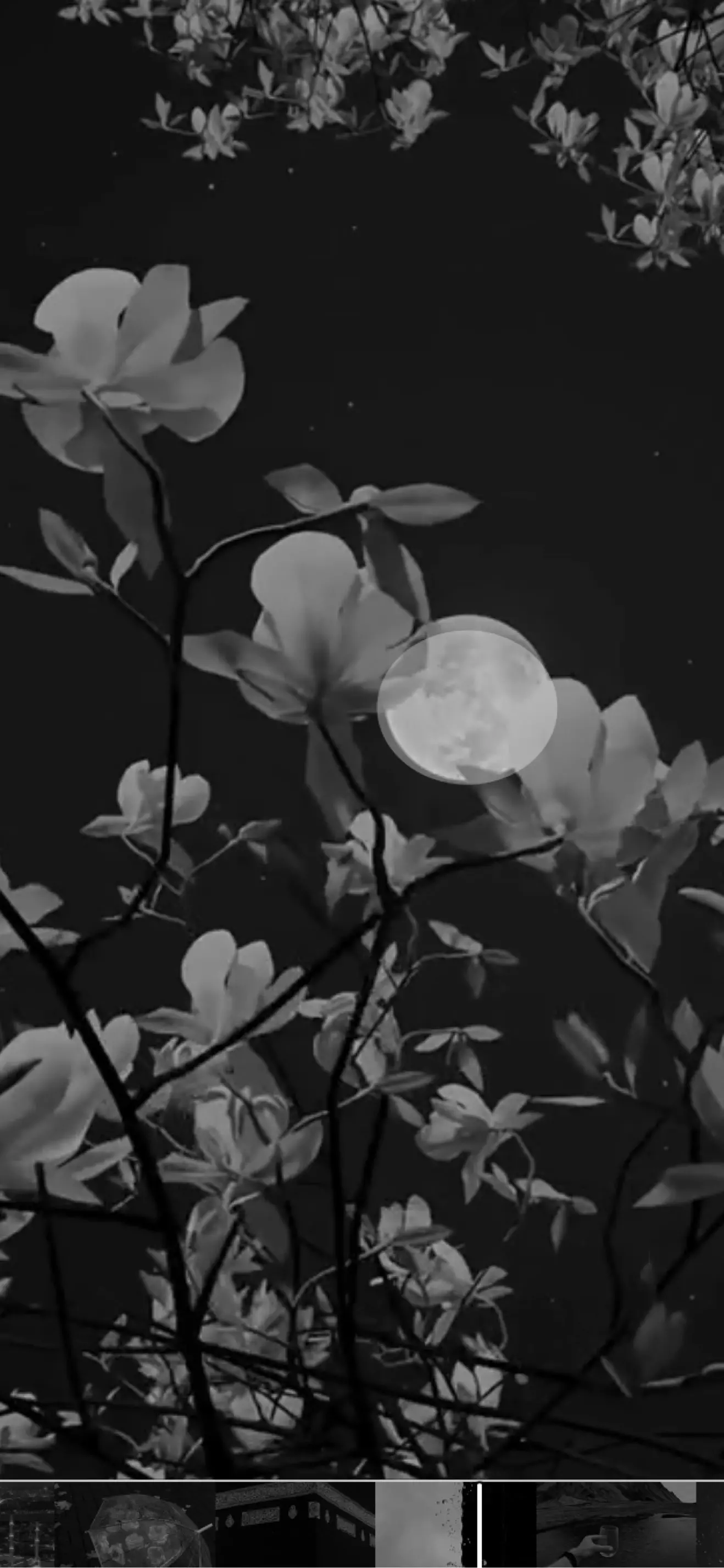 Clover