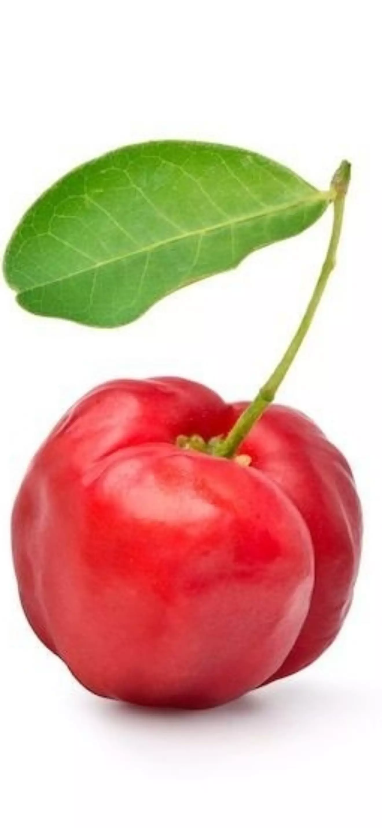 Acerola 