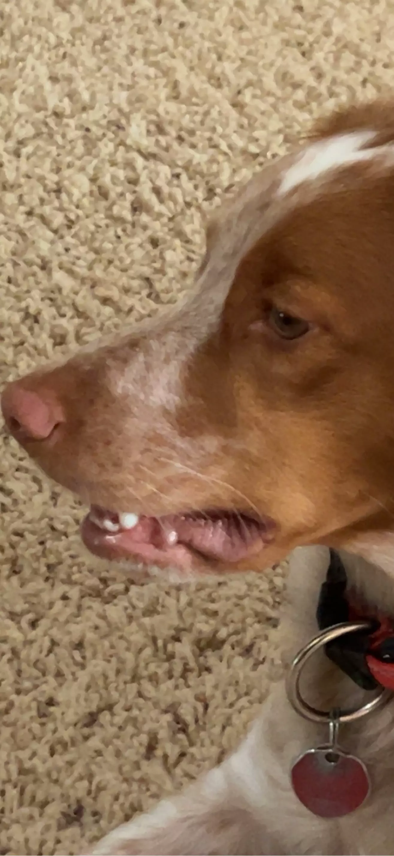 Felix