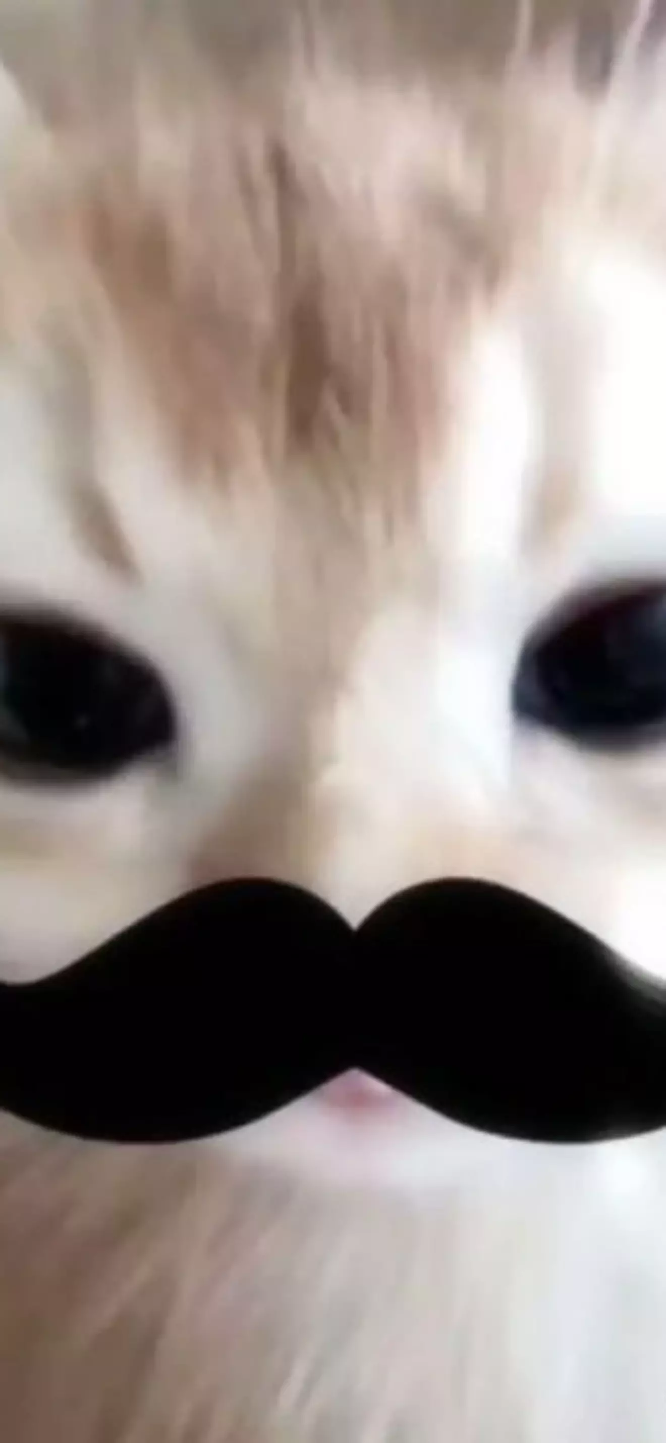 Kyo