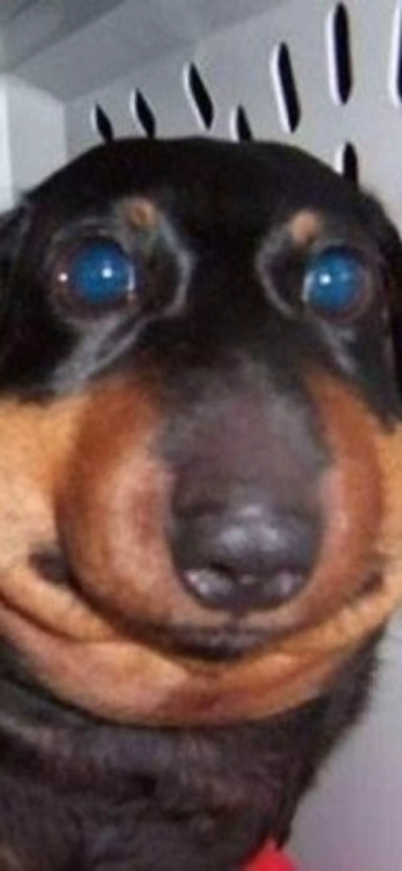 Jack