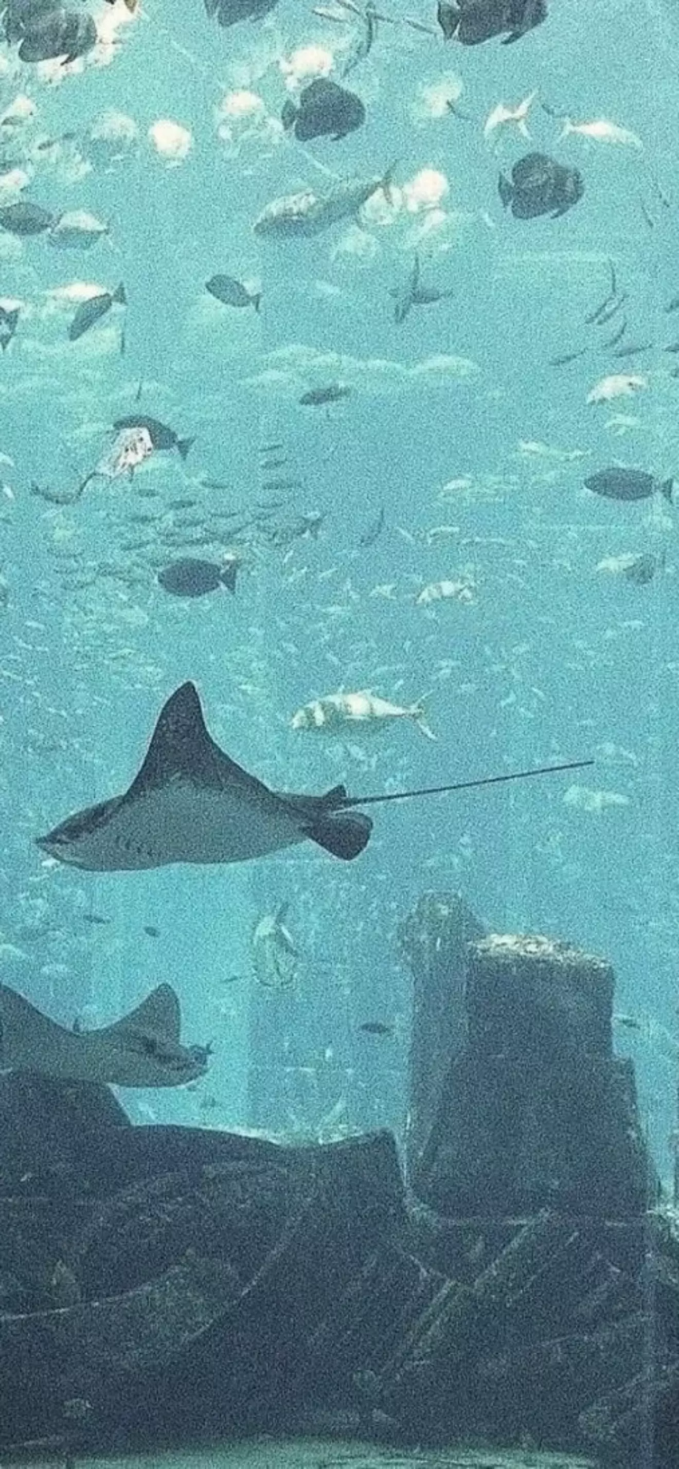 Pu