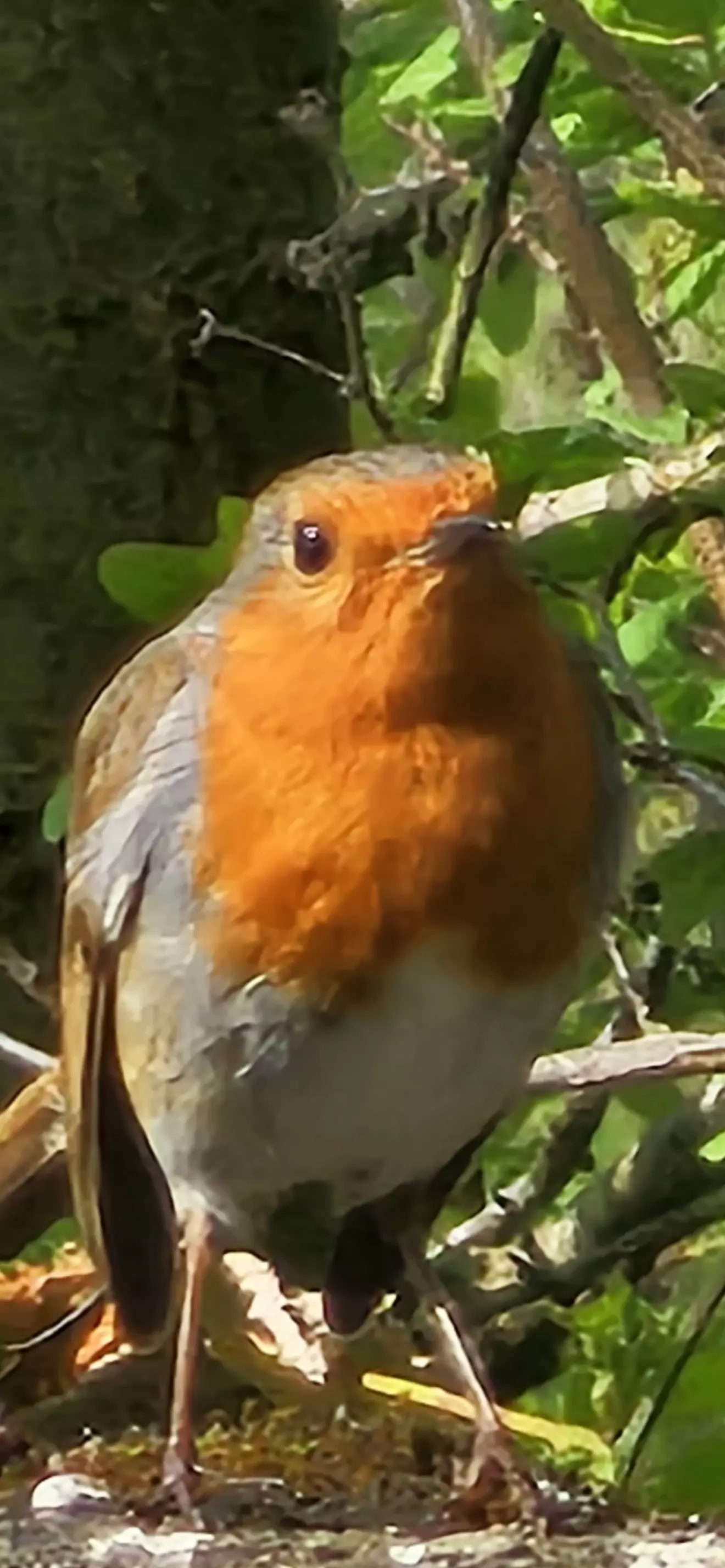 Robin