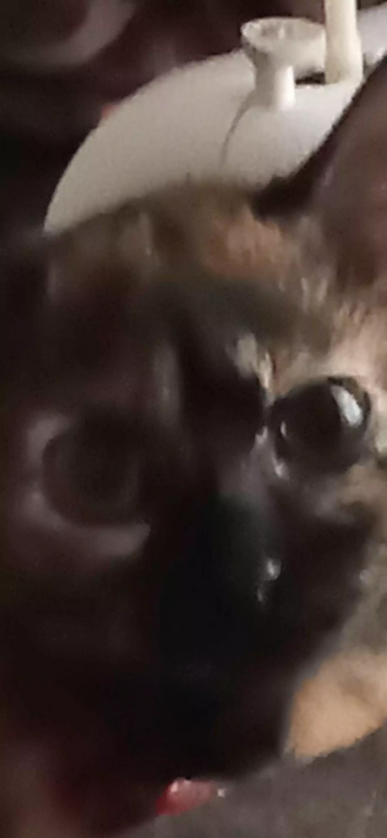 Choco