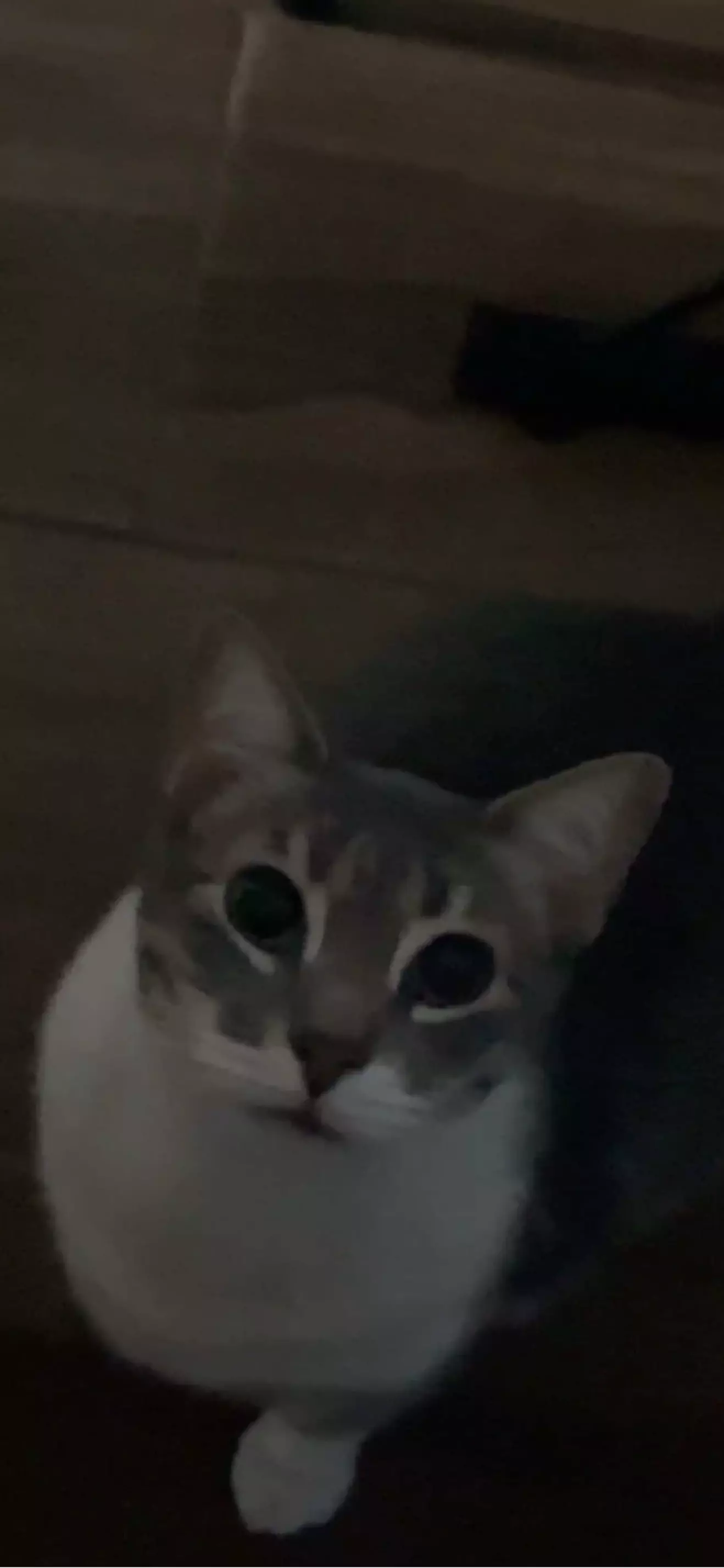 Vero