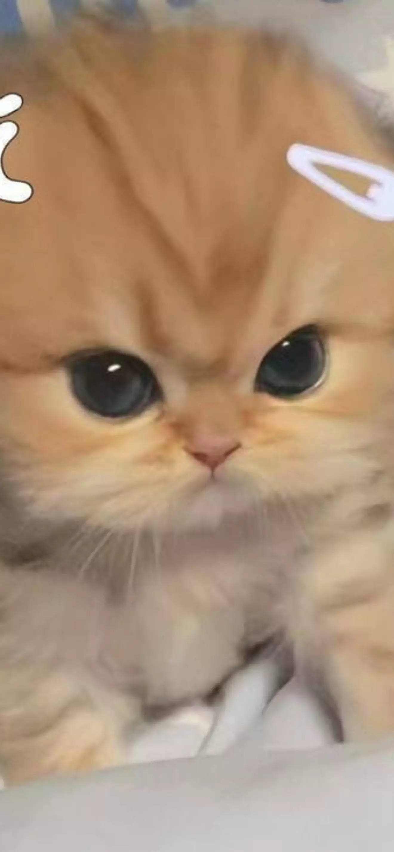 Shi