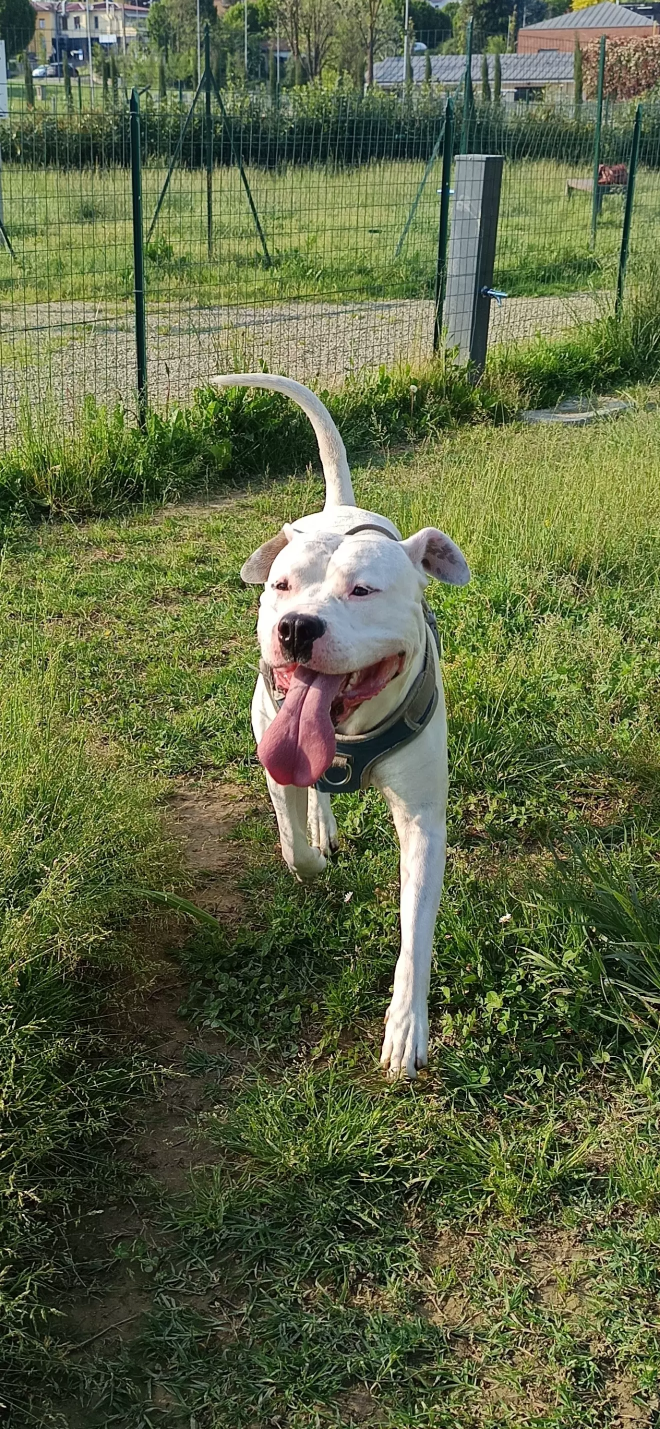 Nikita 