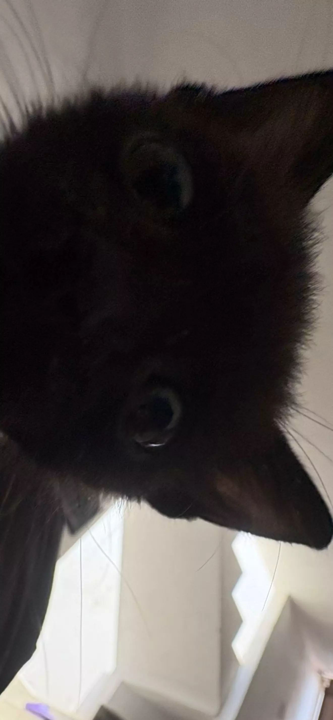 Sam