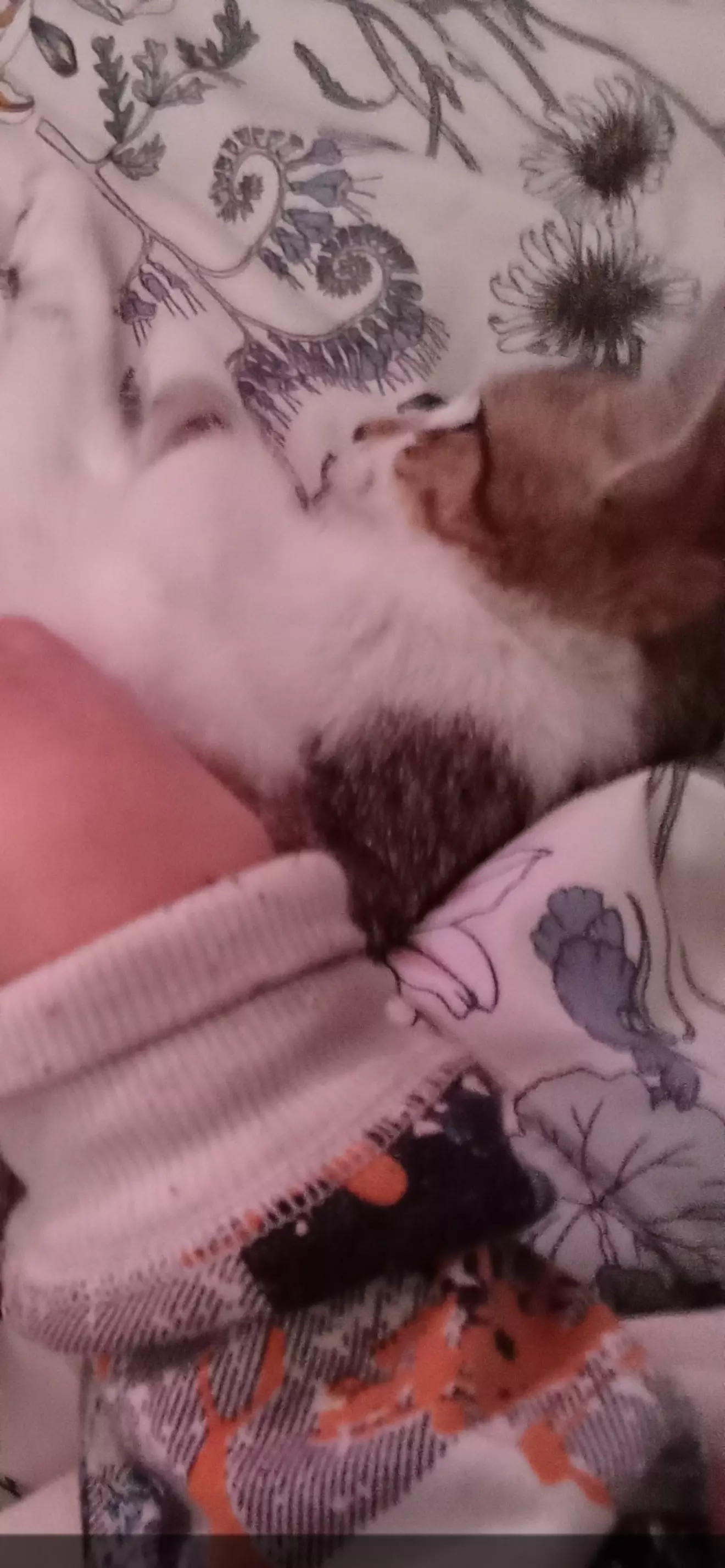 Kiro