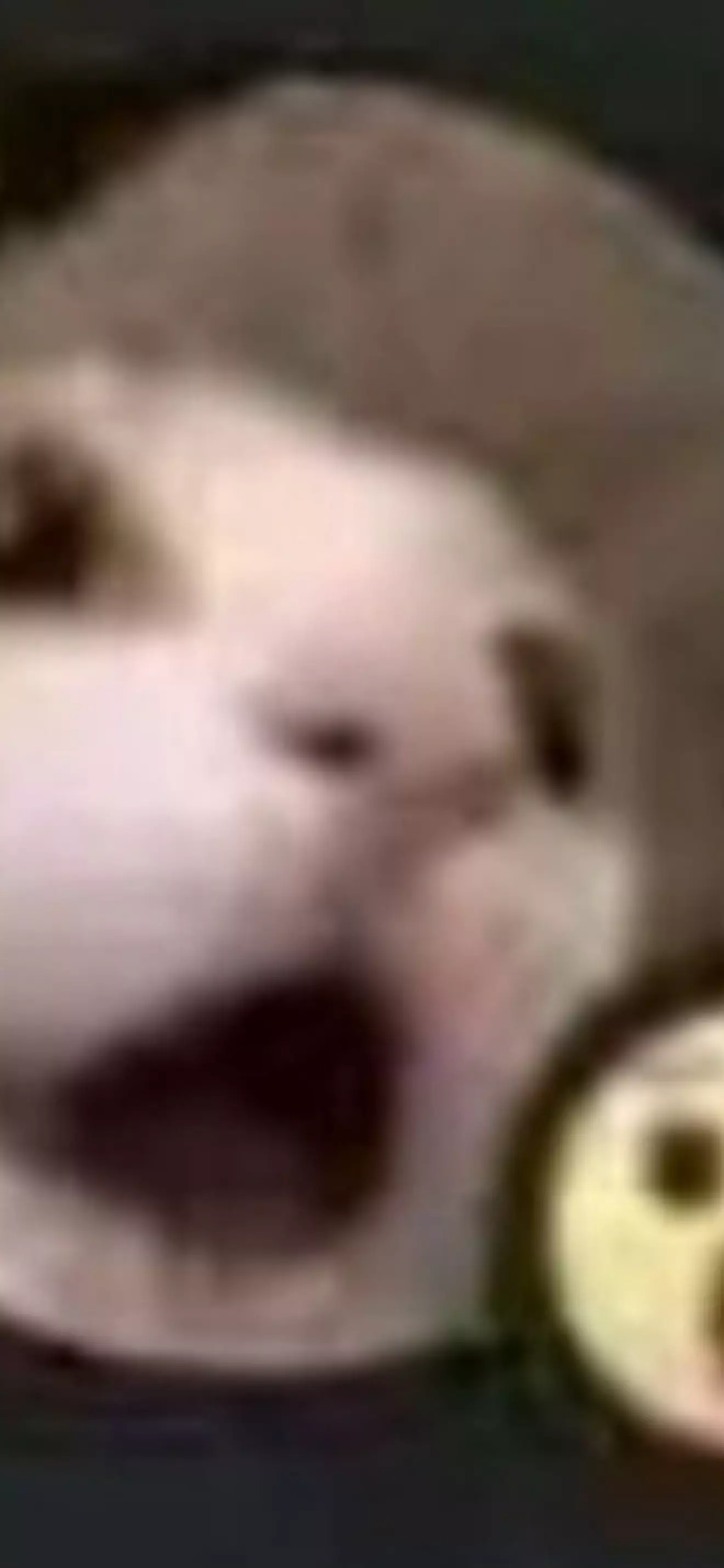 chikitus