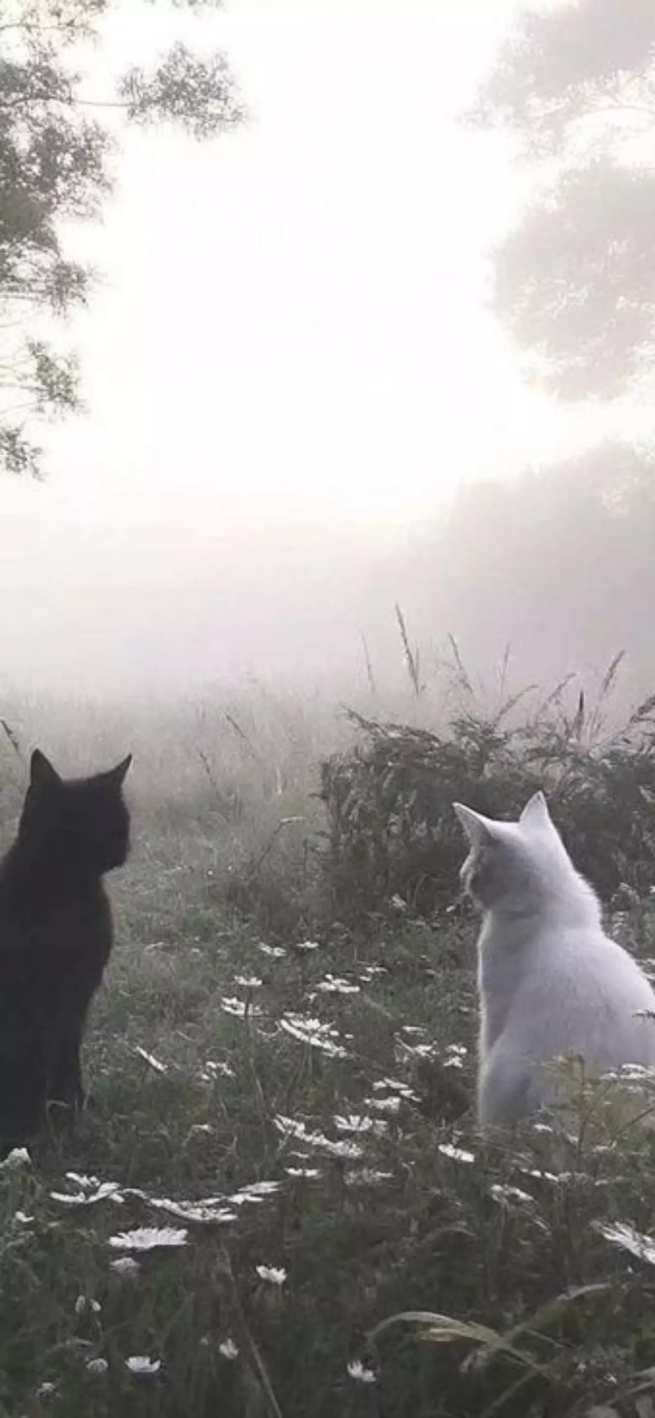 ｡･:*:･ﾟ’☆