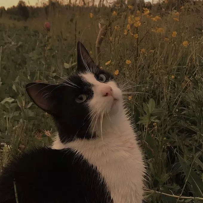 Ada