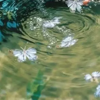 Đào Hoa