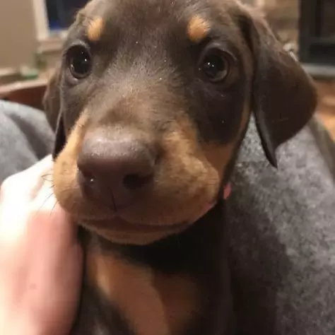 Julie