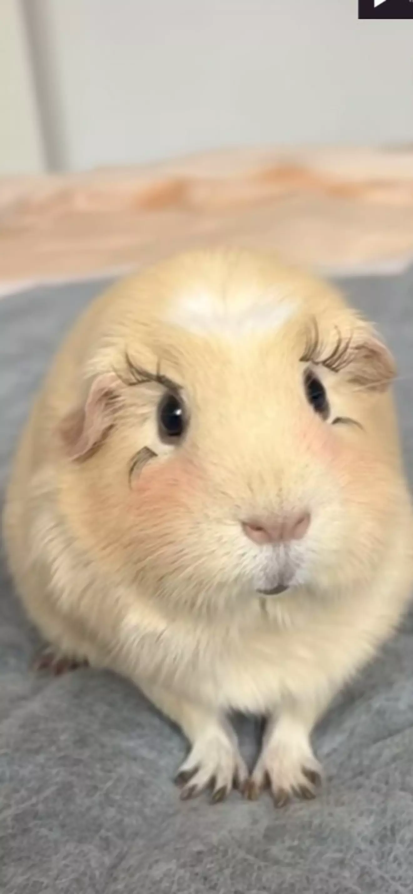 Taiki 