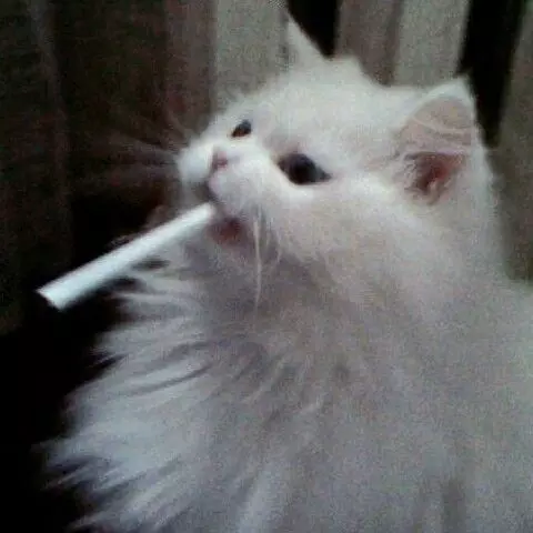 Cassie 